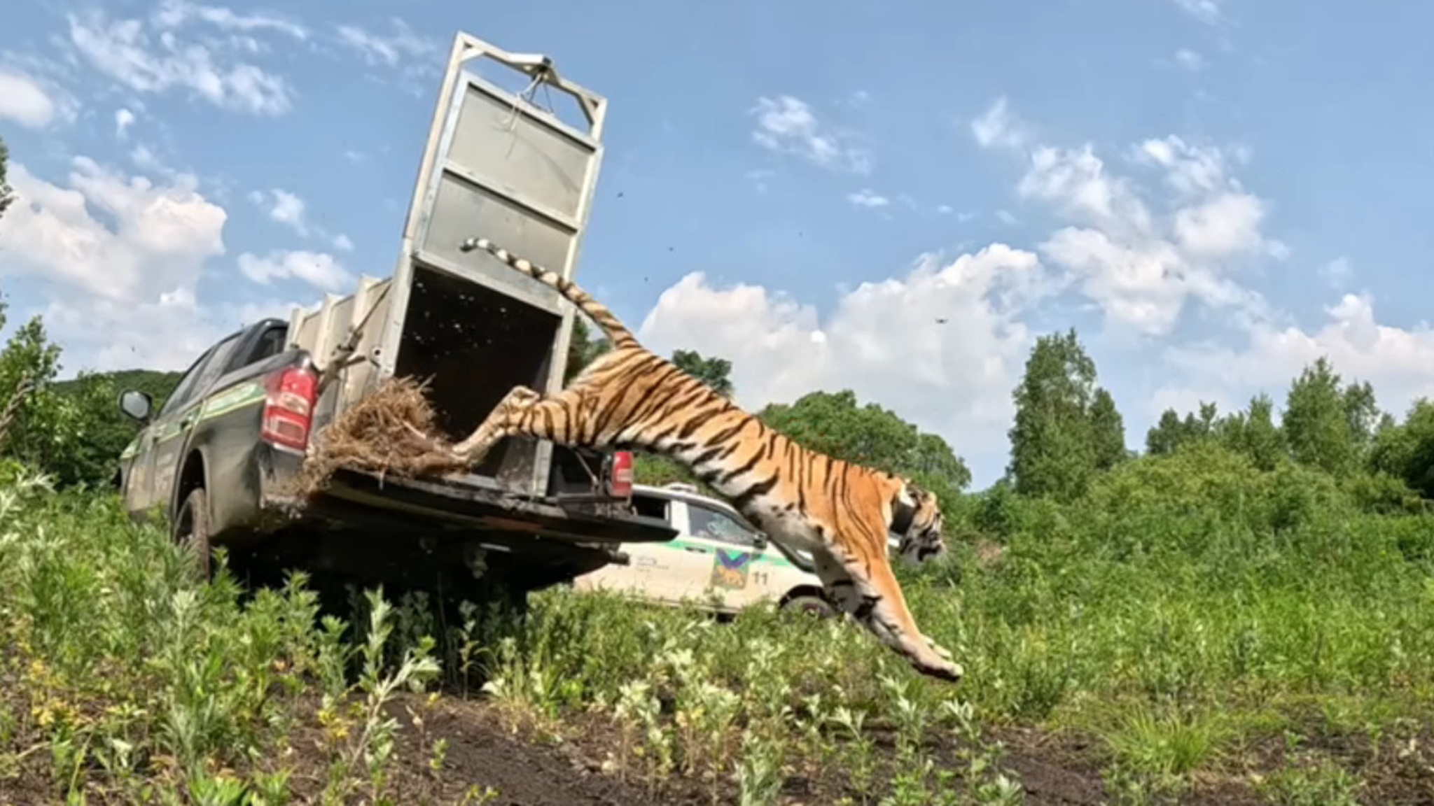 Кадры выпуска на волю двух тигриц сняли на видео