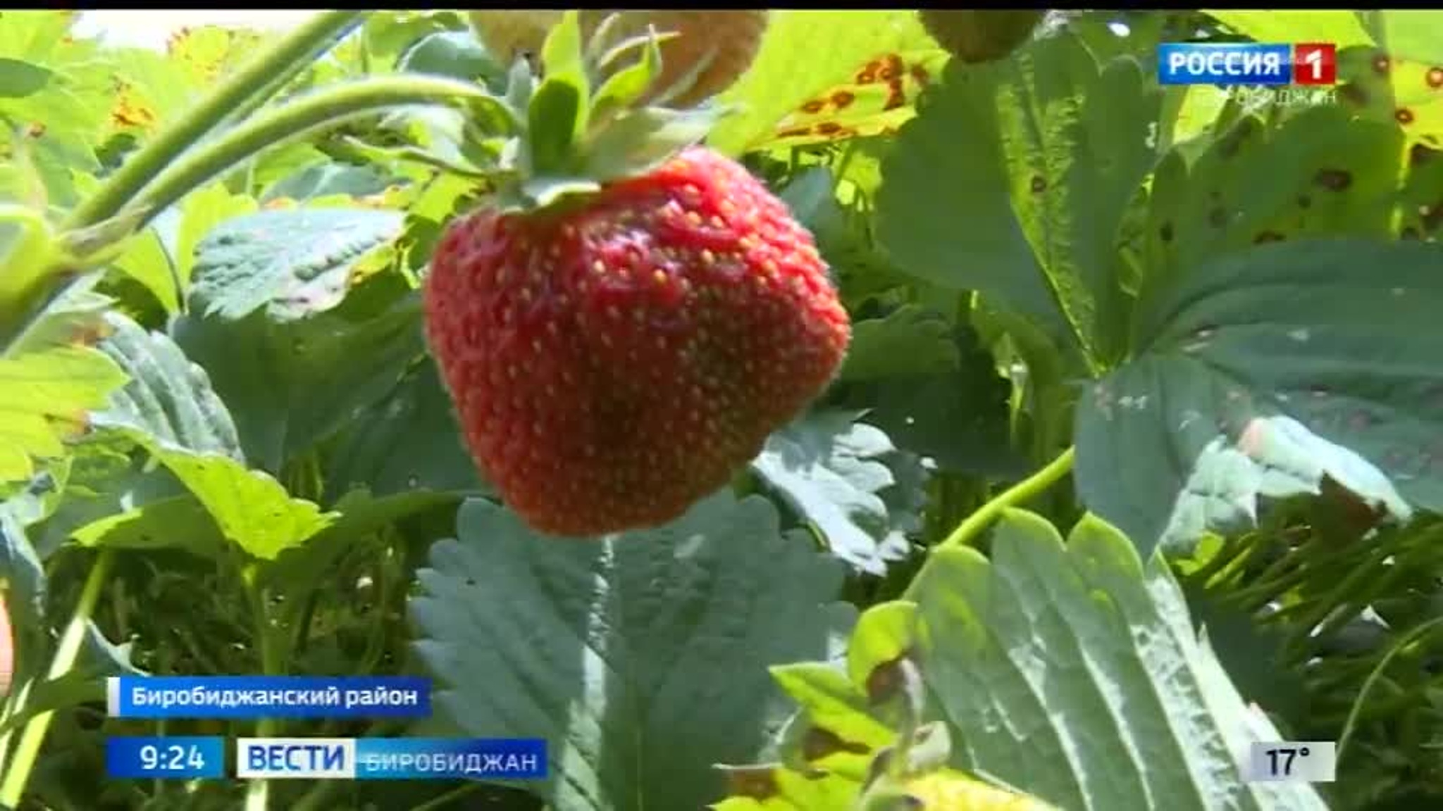 У биробиджанских дачников начался сезон клубники