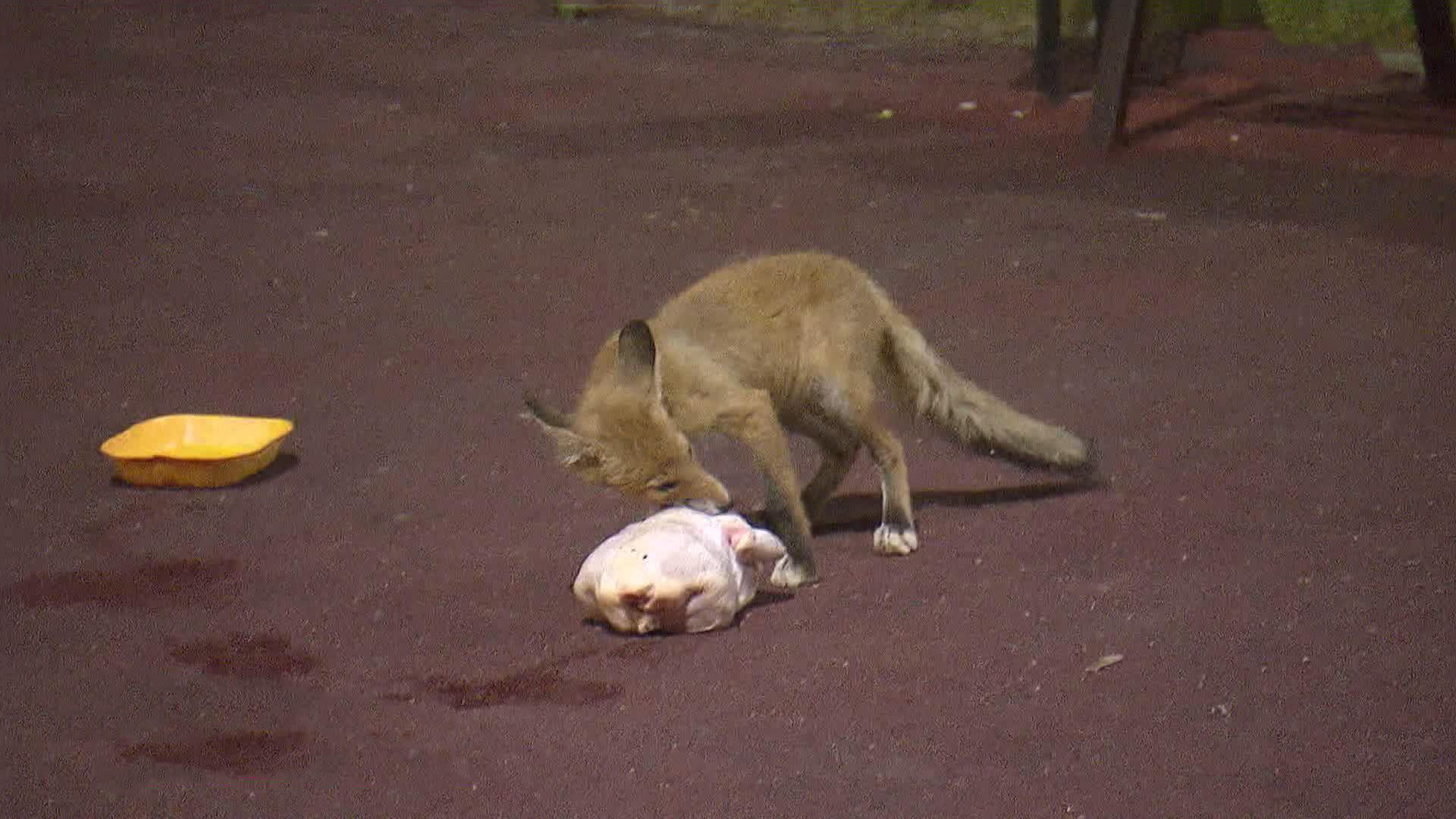 Лисьи хитрости в условиях города