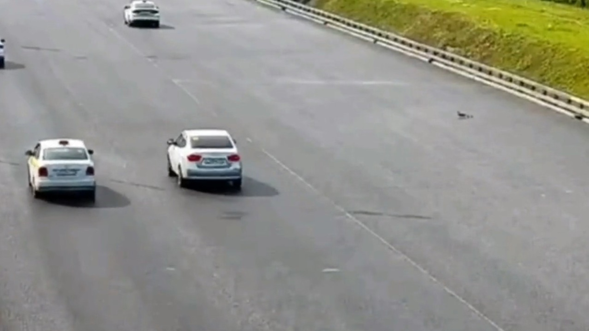 Утки спровоцировали массовую аварию на МКАД