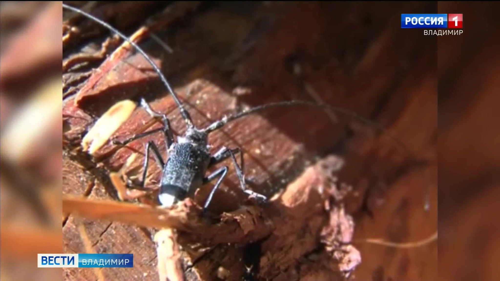 Во Владимирской области обнаружили черного соснового усача