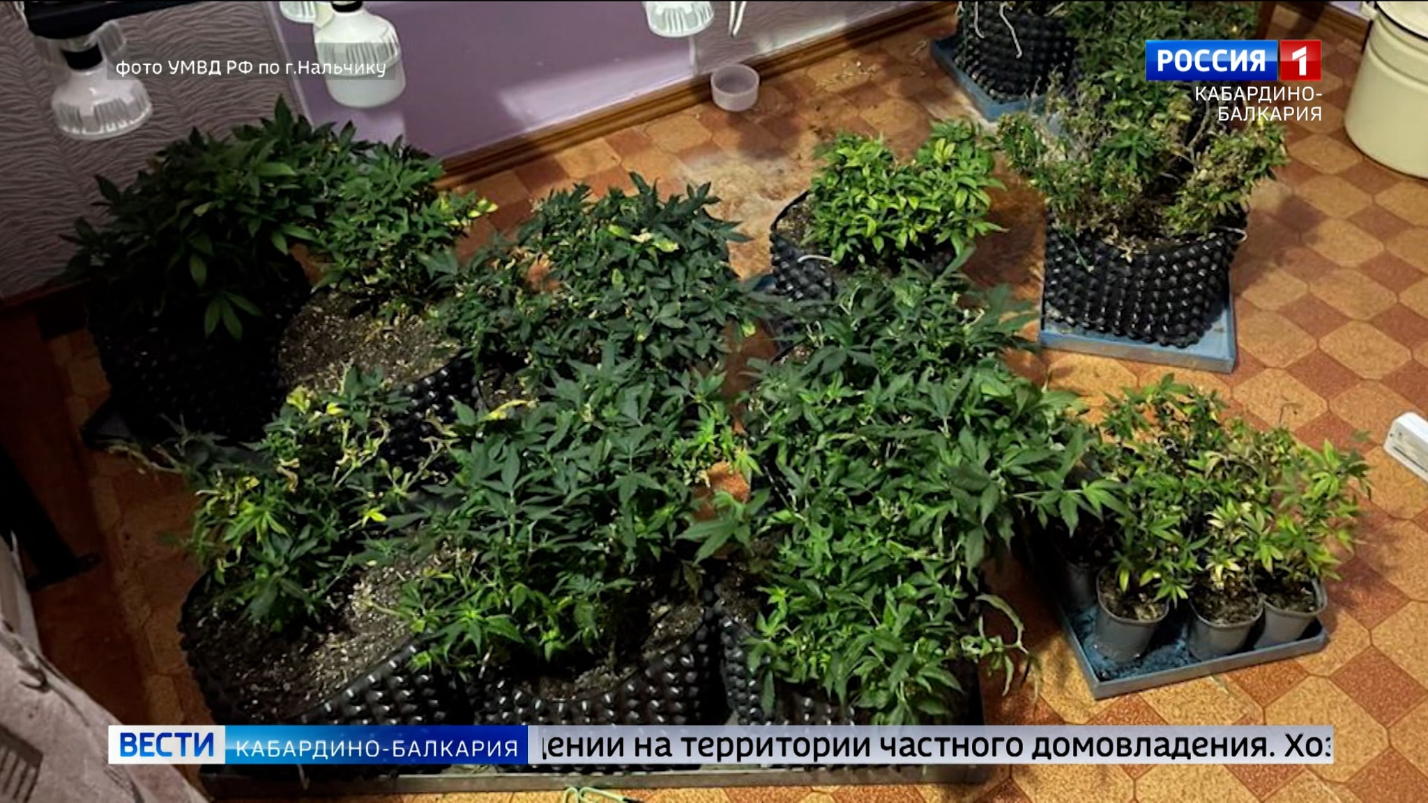 Житель Нальчика выращивал в горшках коноплю
