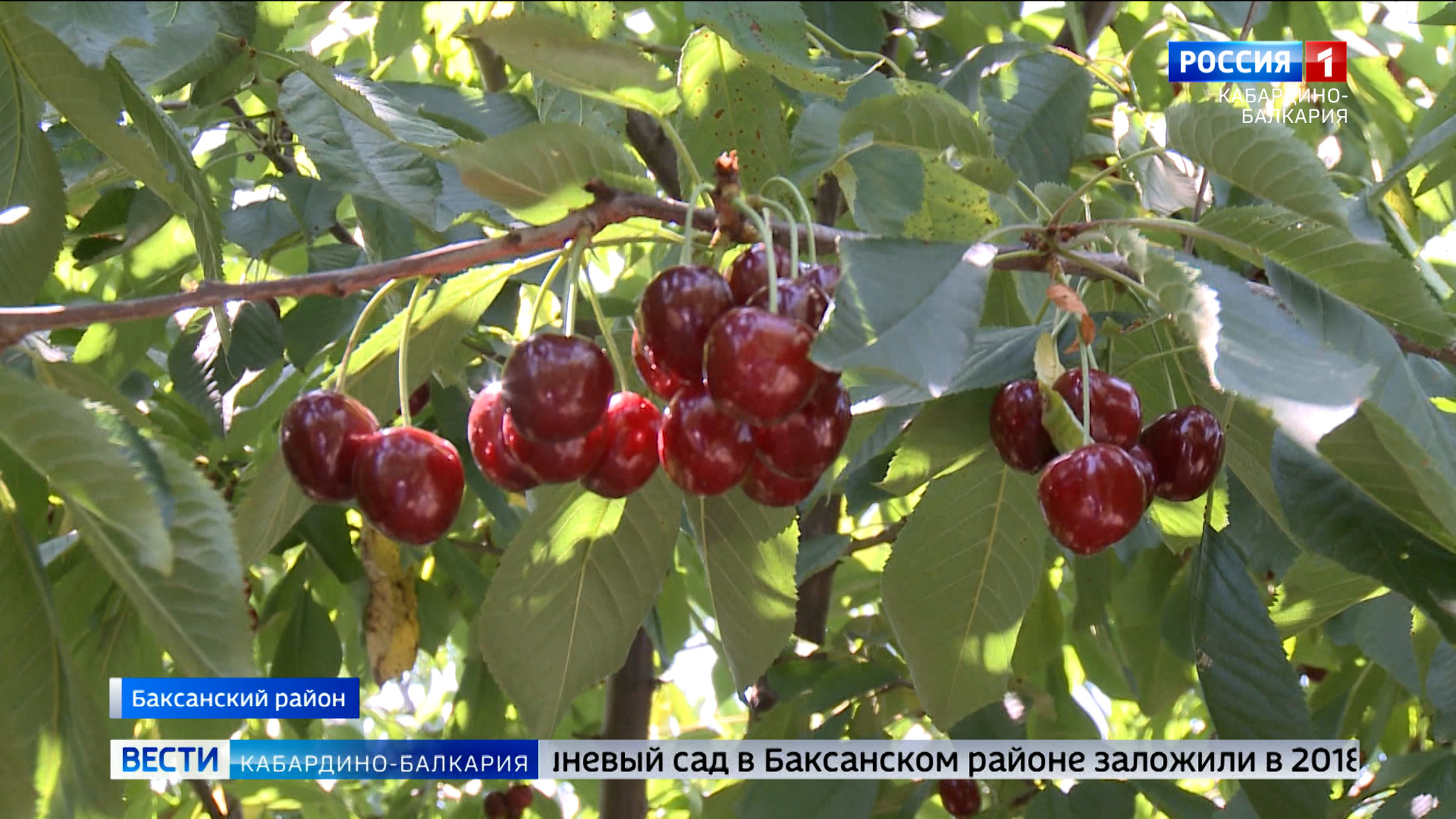 Сбор урожая косточковых в КБР в самом разгаре