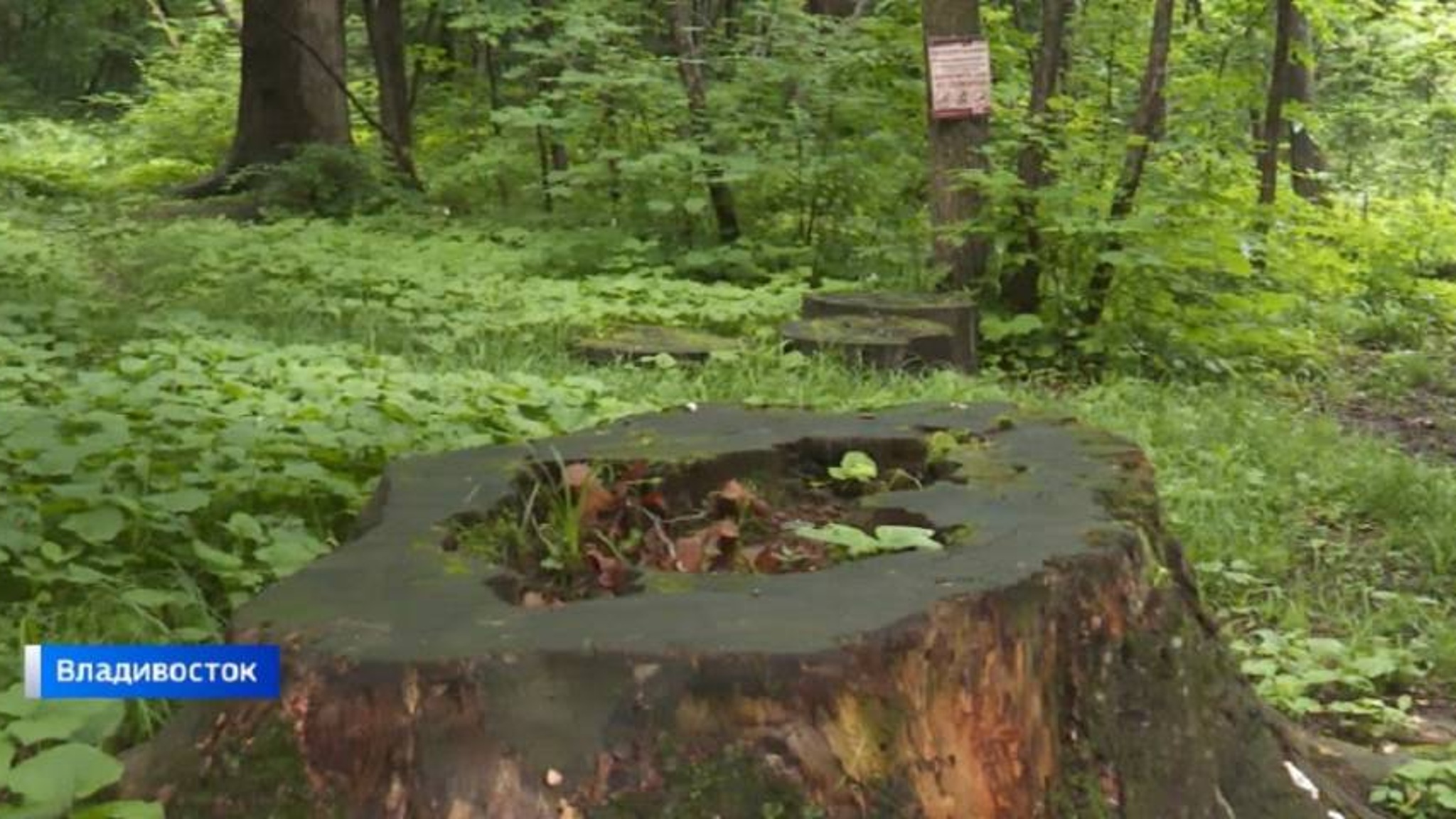 Теневой бизнес плантхантеров: в Приморье бьют тревогу