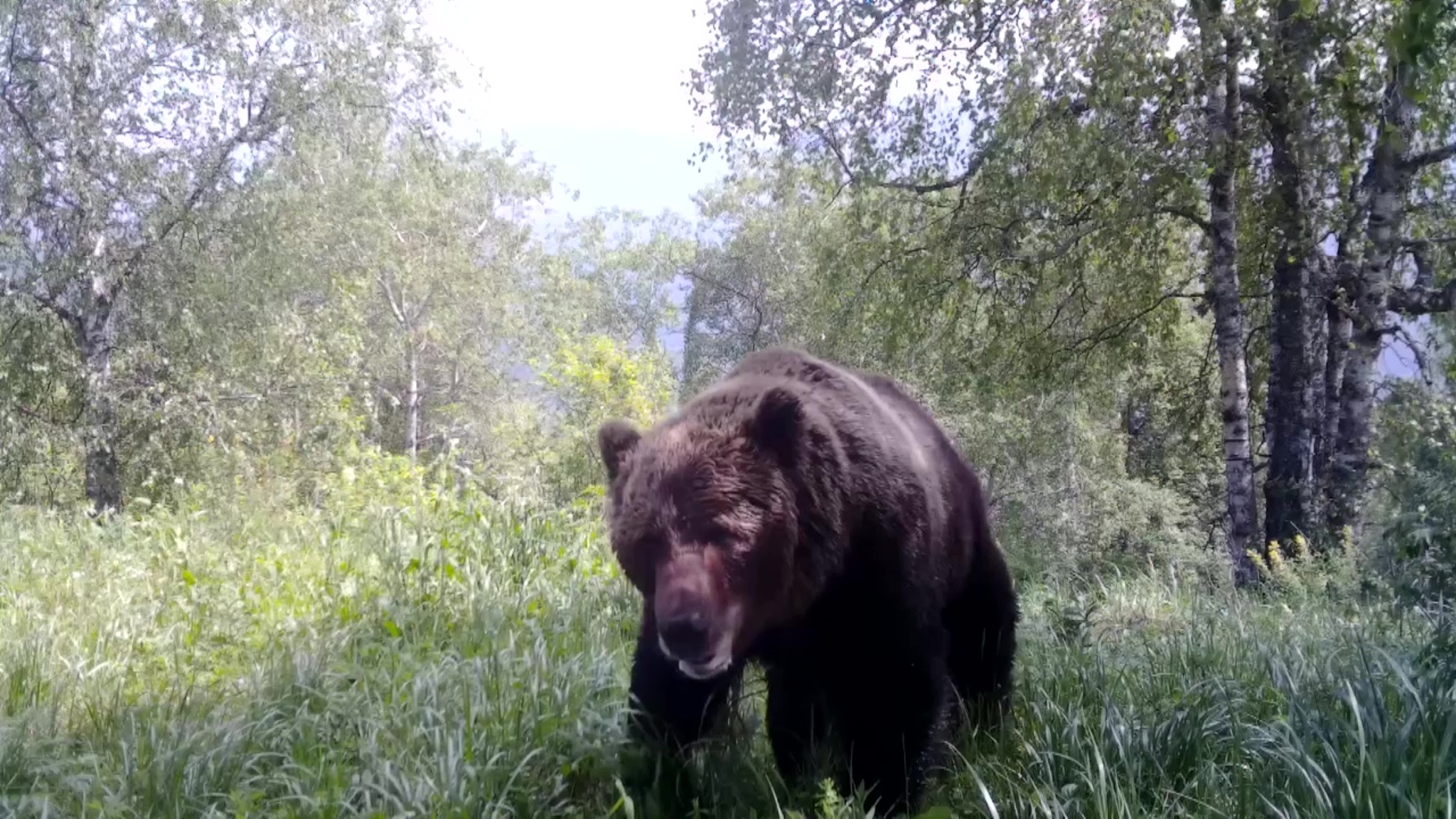 Медведь устроил массаж спины: забавное видео сняли в Челябинской области