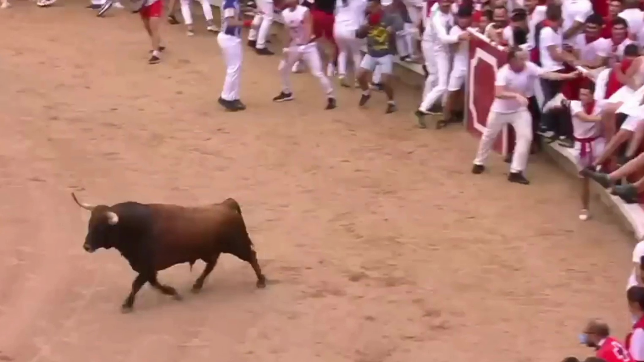 Первый забег с быками в Памплоне сняли на видео