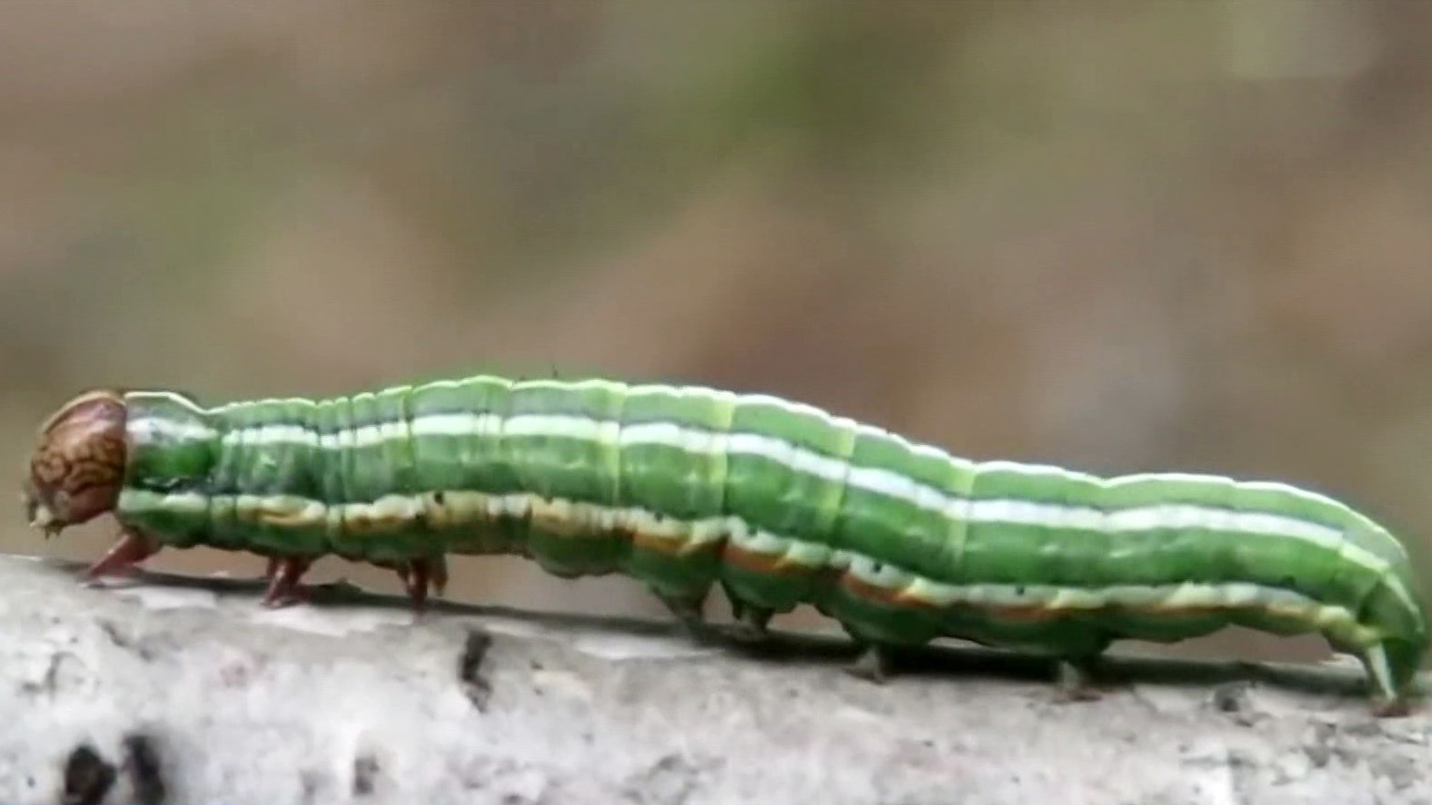 В Новосибирской области сохнут поля и озера