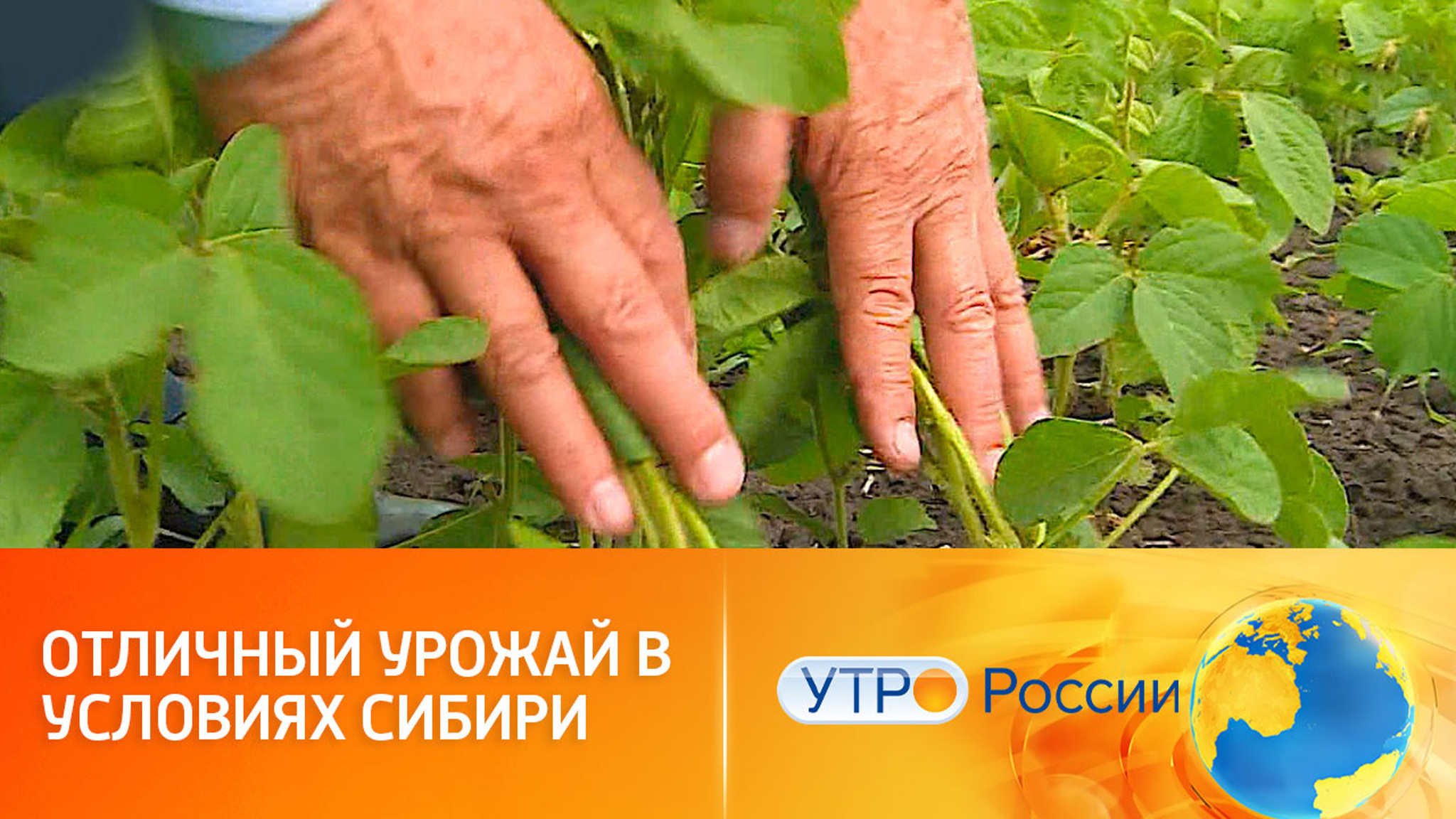 Сибирские сорта