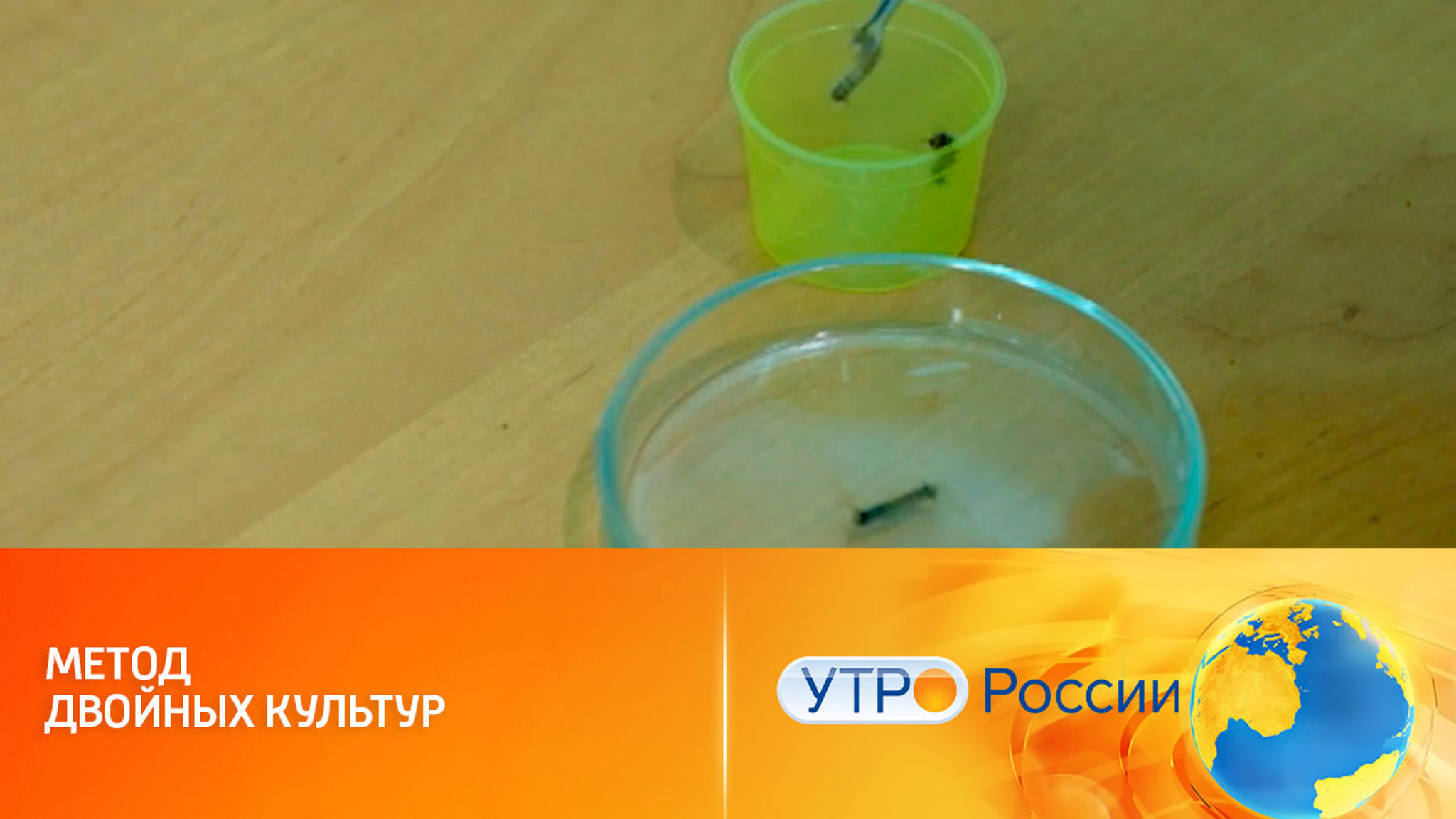 Борьба с вредителями растений