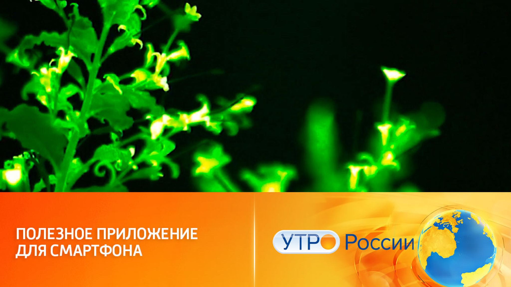 Нейросеть определяет болезни растений