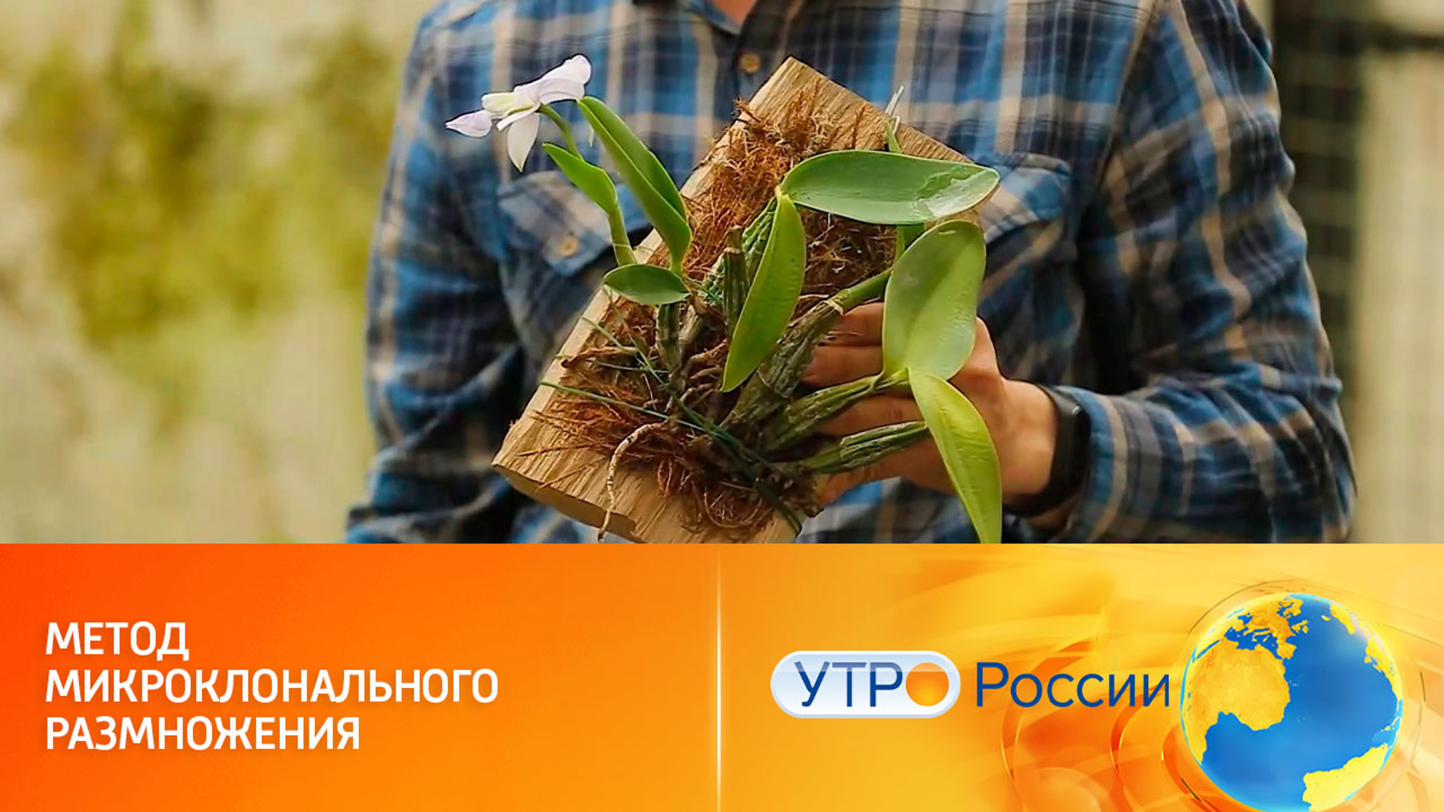 Клонирование орхидей