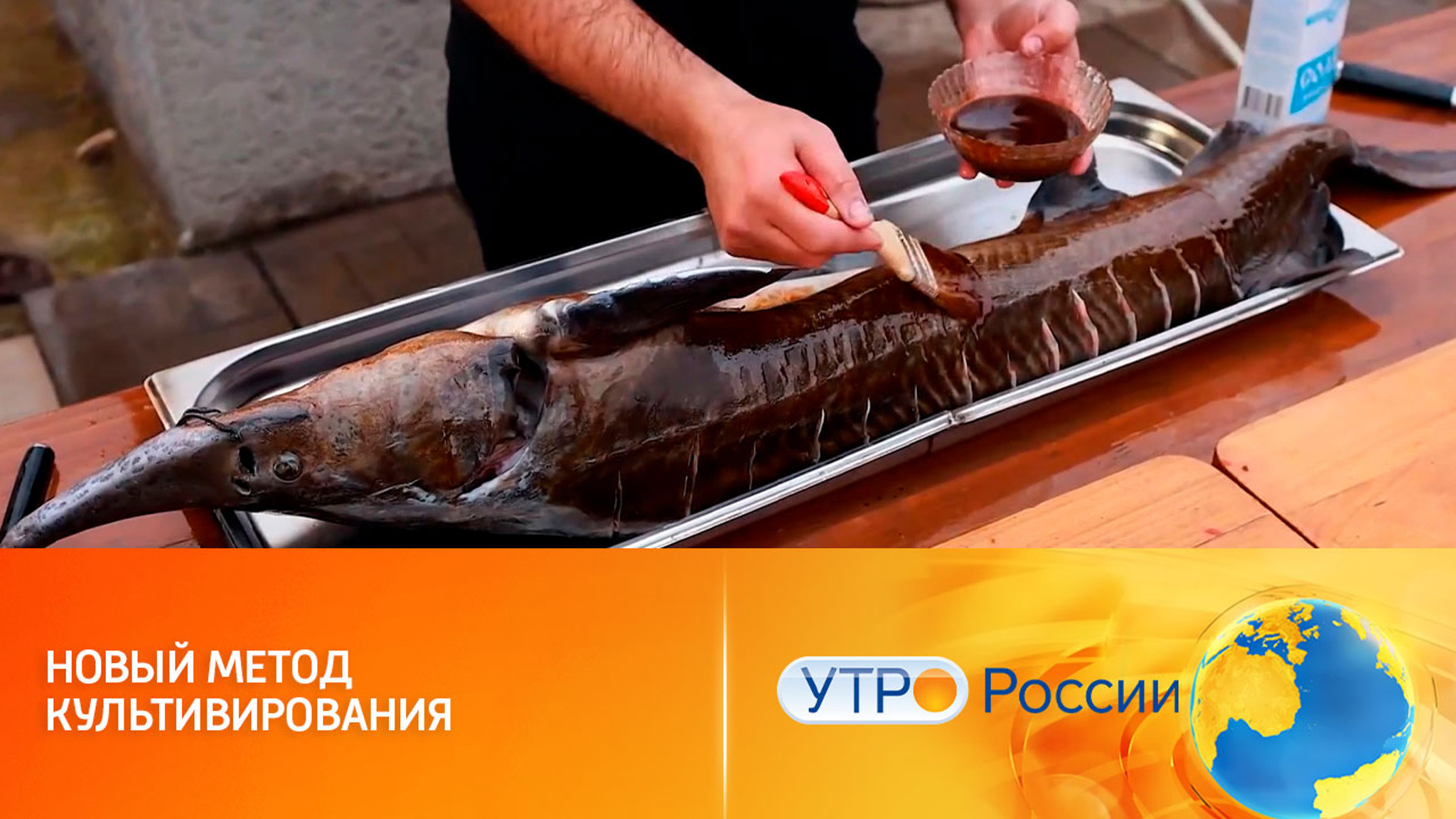​Рыба из пробирки