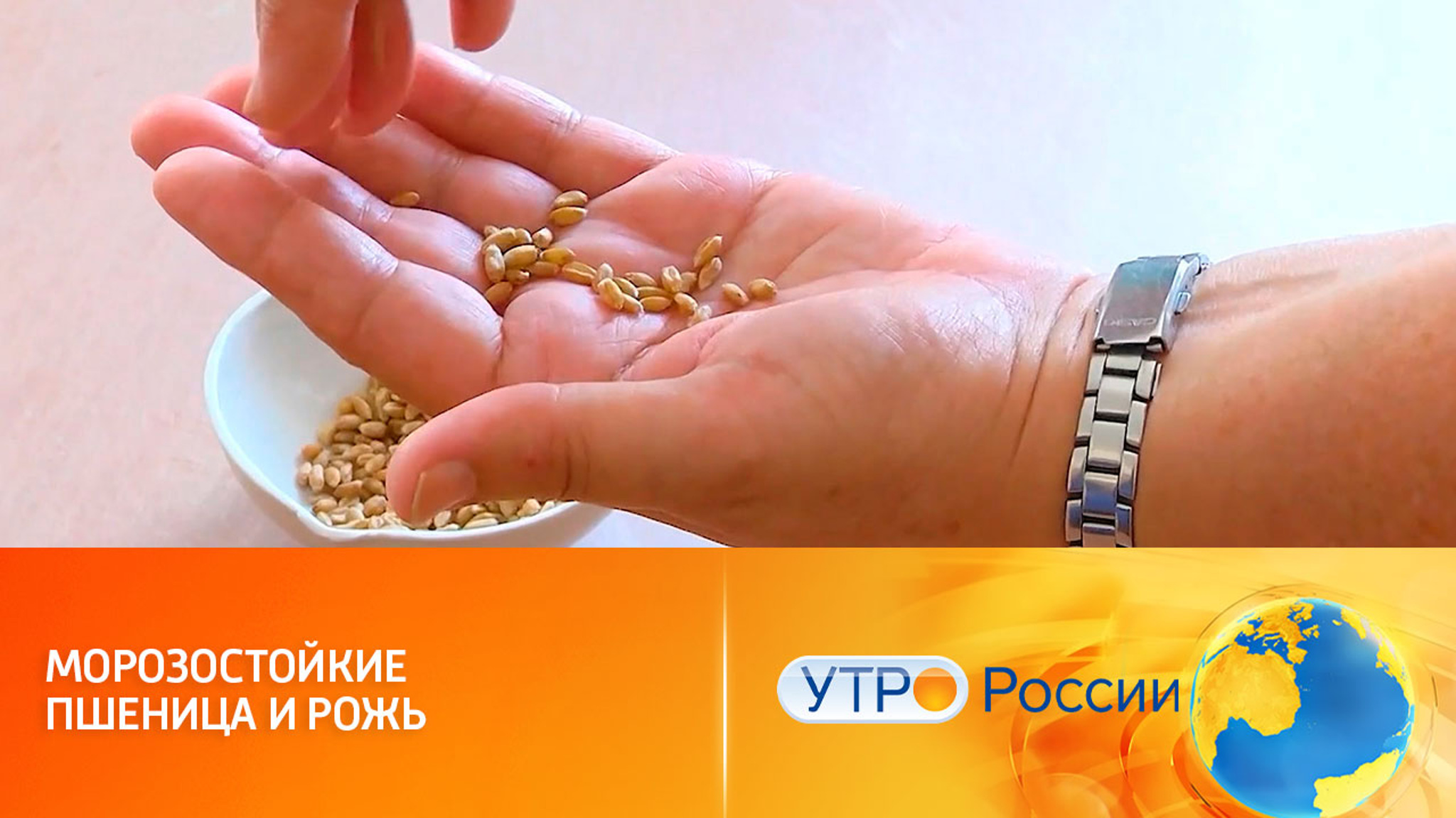 Новые сорта пшеницы