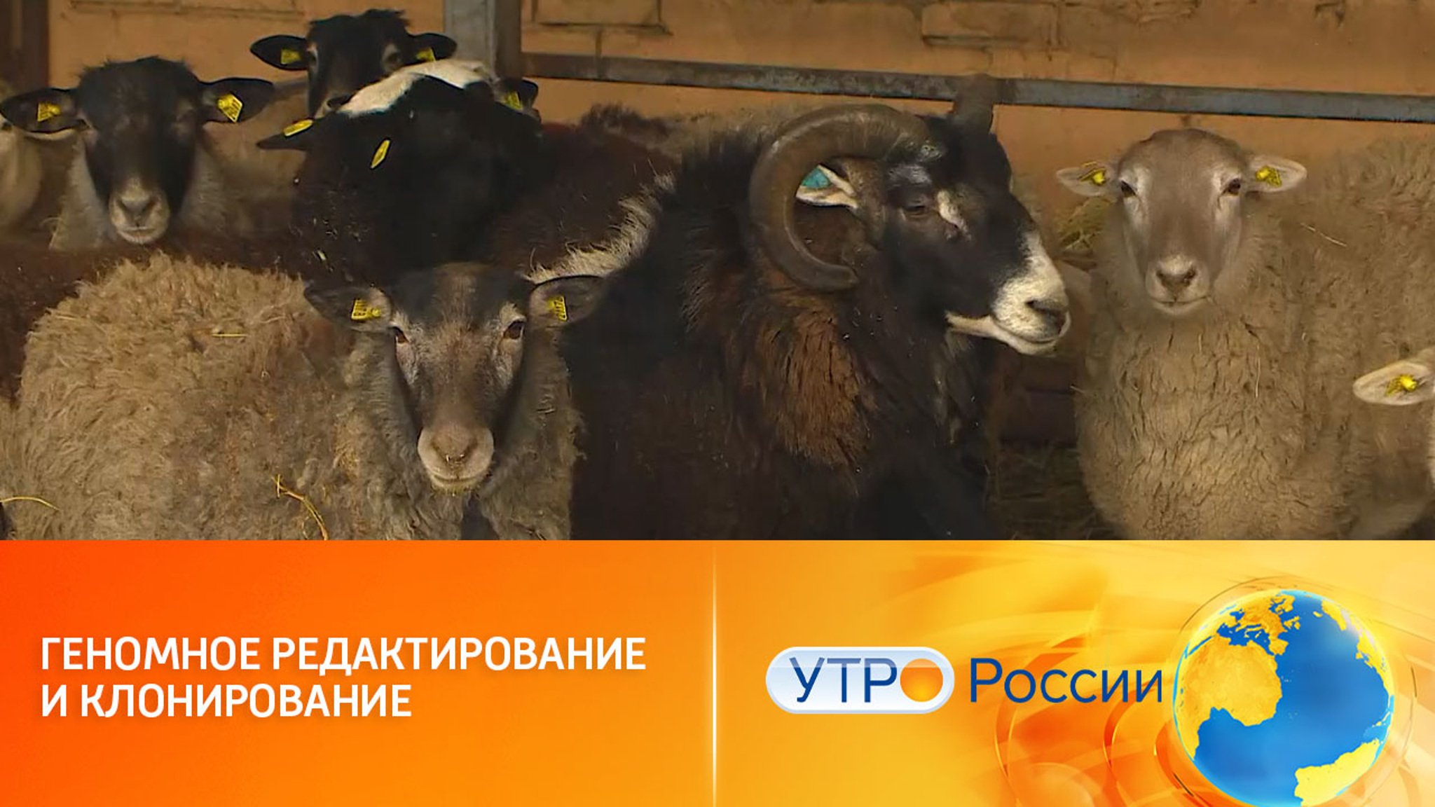 Клонированные коровы с гипоаллергенным молоком