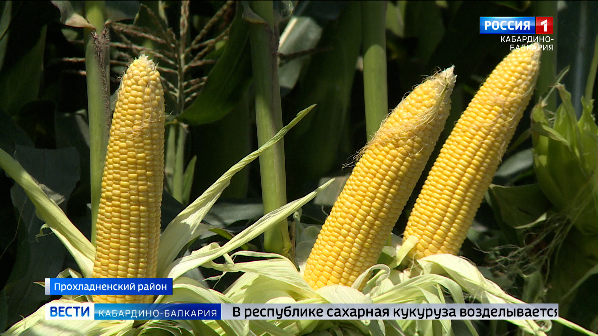 На полях КБР собирают сладкую кукурузу