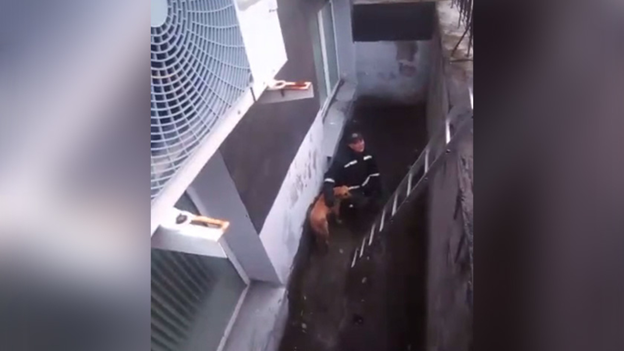 Бездомному псу благовещенские спасатели помогли выбраться из ямы