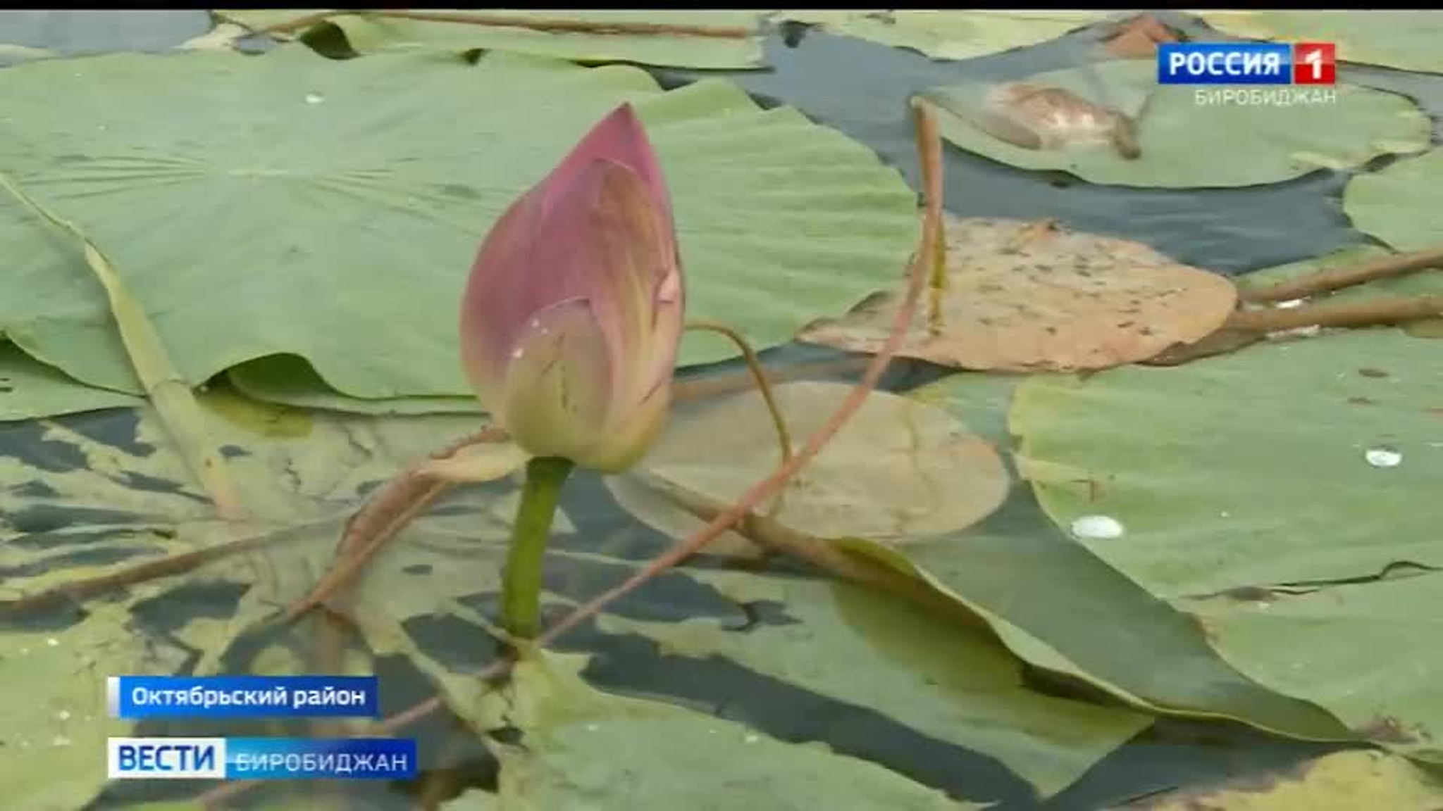 В ЕАО зацвели лотосы