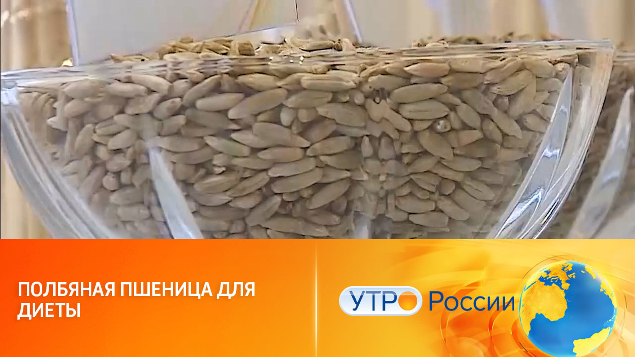 Новый твердый сорт пшеницы