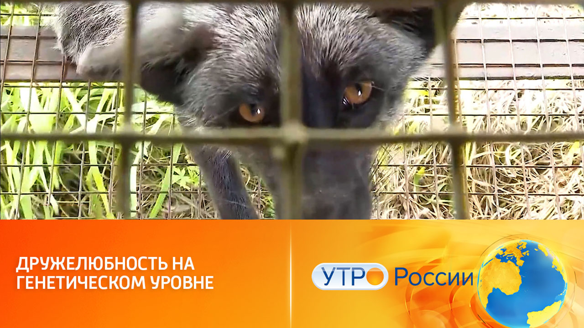 Эксперимент с одомашненными лисами