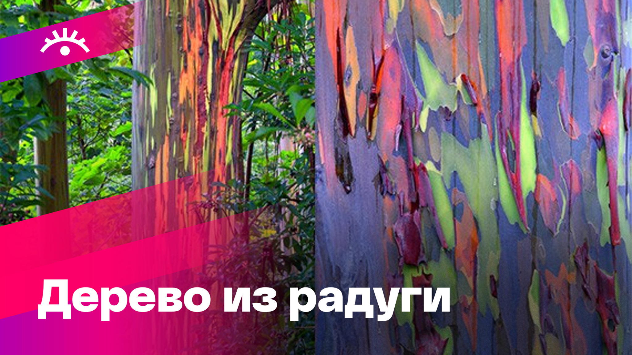 Этот эвкалипт раскрасил не художник