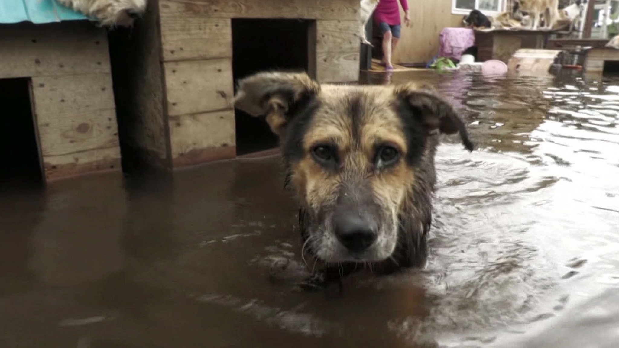 В Приморье пришла большая вода