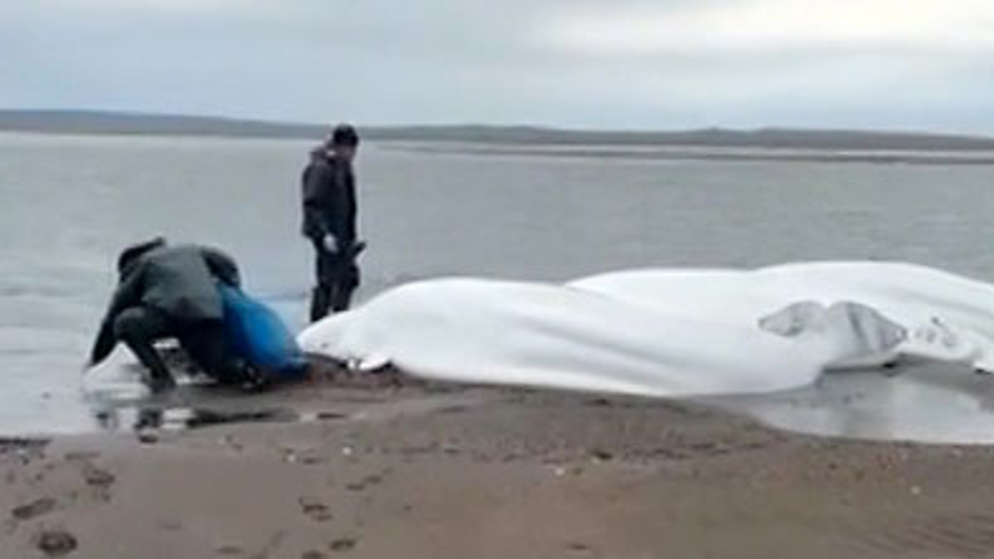 За спасение белух рыбаки получат благодарственные письма