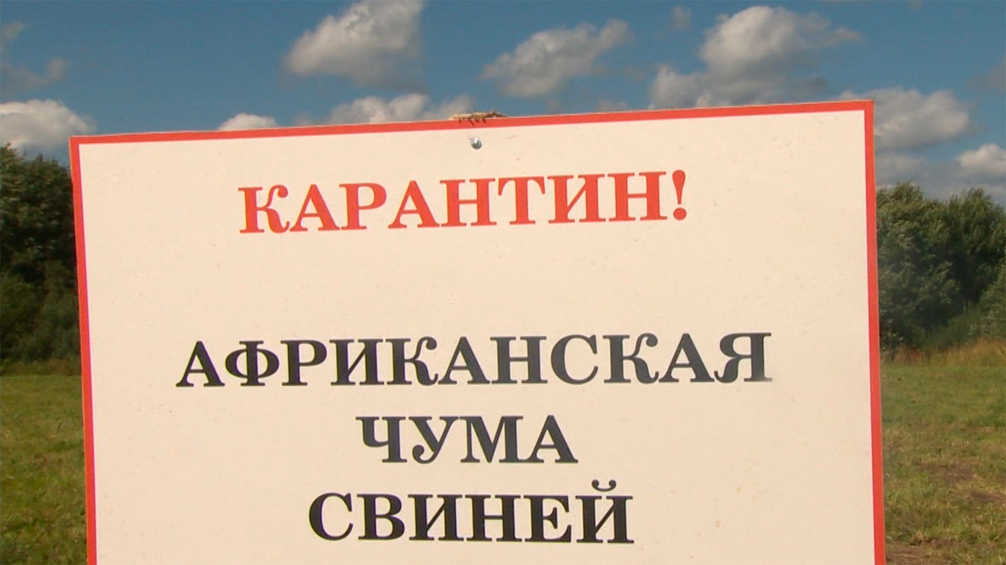 Ветеринары провели масштабные учения по борьбе африканской чумой свиней