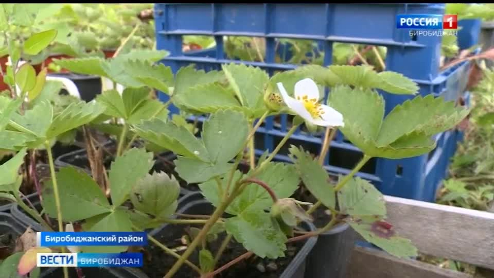 Семья Ткачук воплощает свою мечту на "Дальневосточном гектаре" в Найфельде