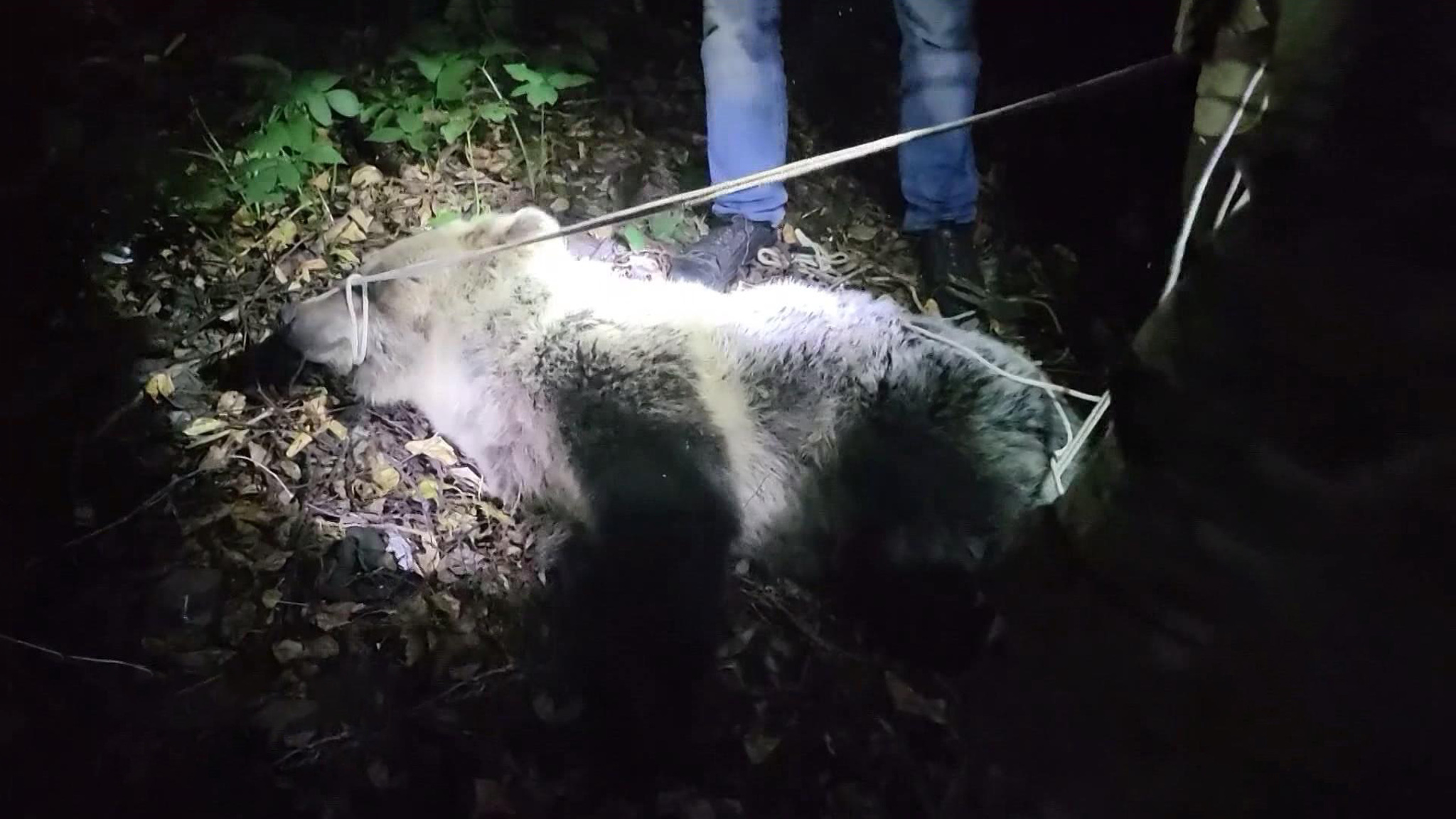 Вы нас не ждали, а мы пришли: медведь на улицах Костромы