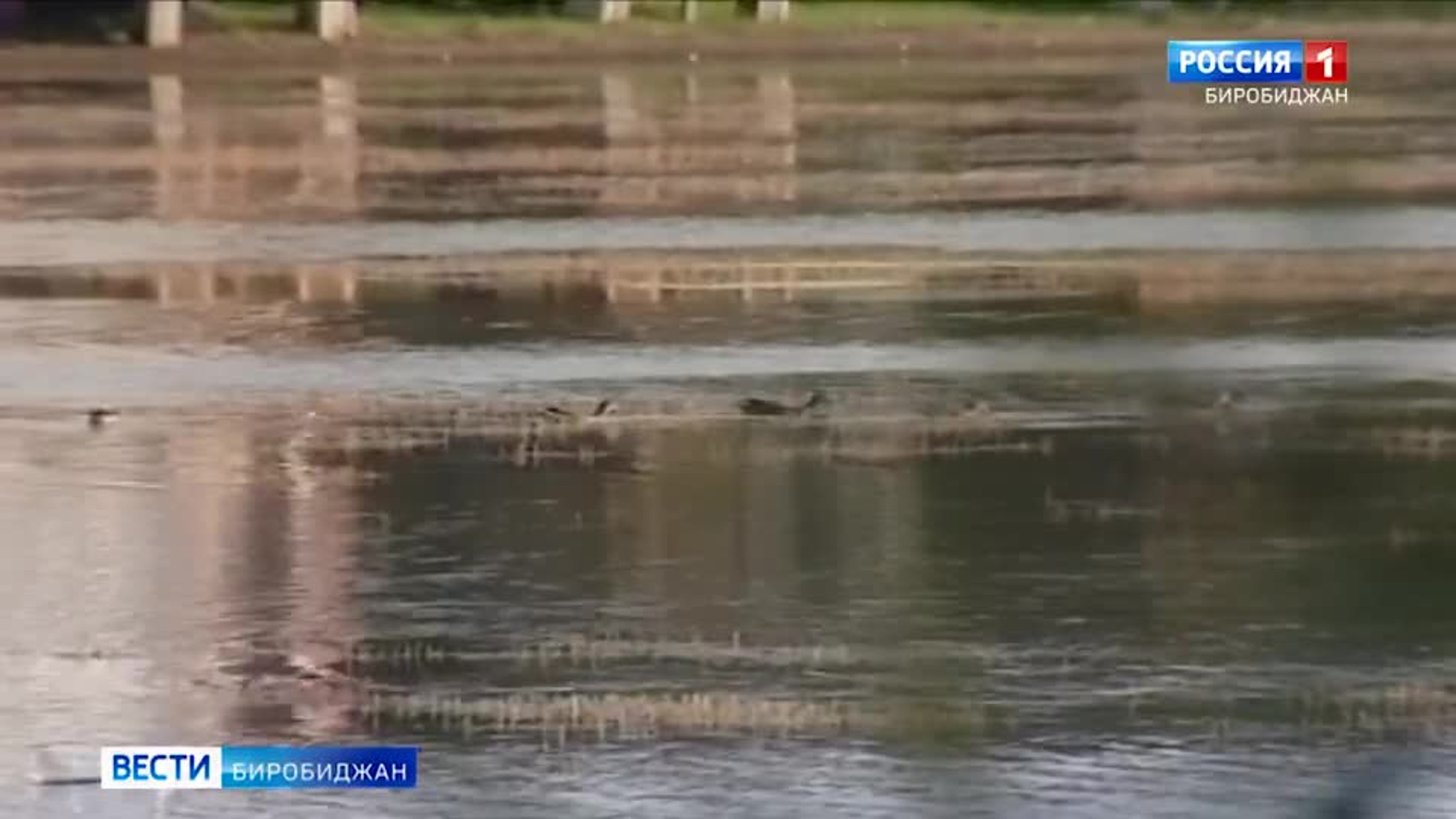 В Еврейской автономии открыт сезон охоты на водоплавающую дичь