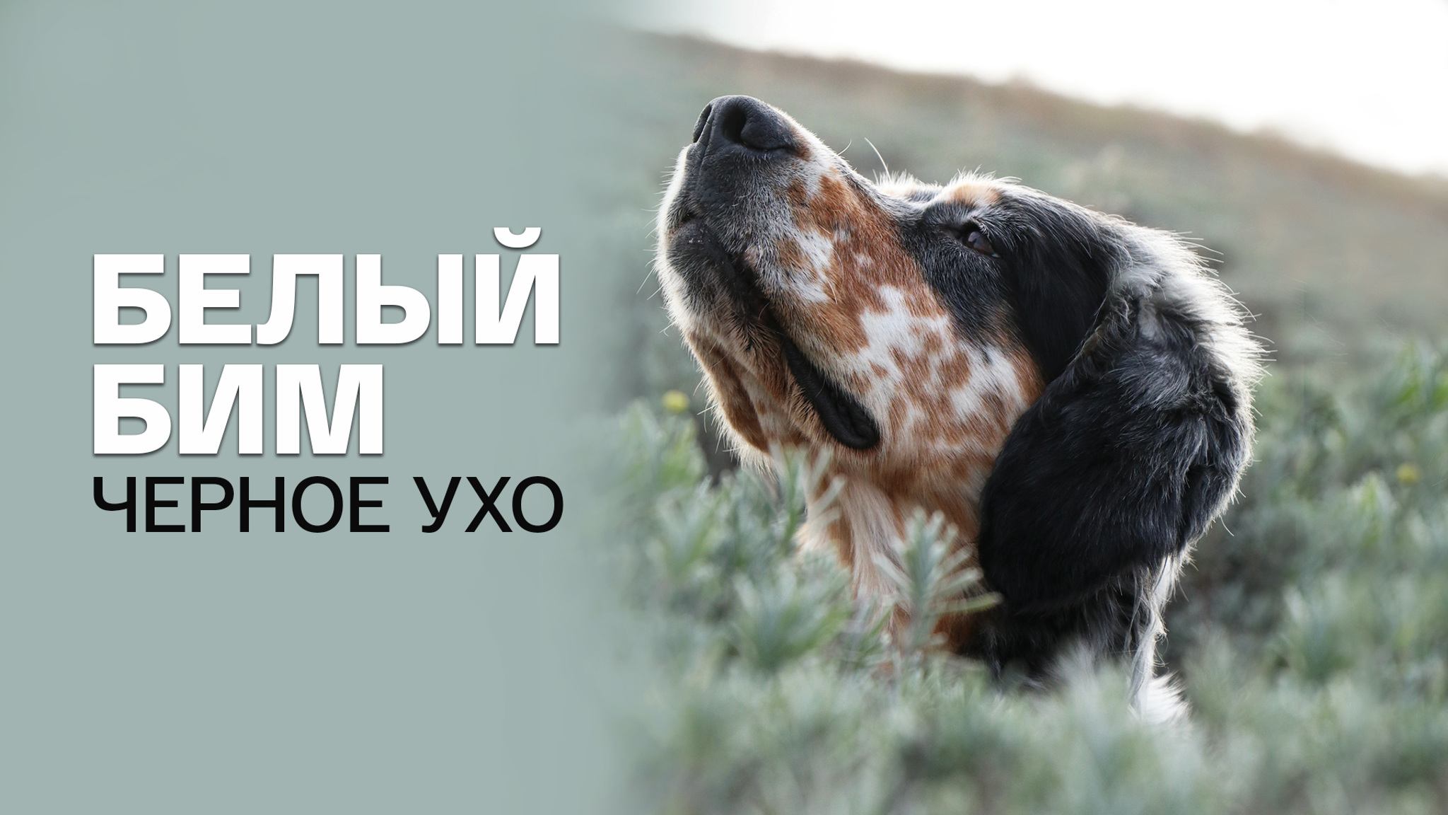 Гавриил Троепольский. Белый Бим Черное ухо
