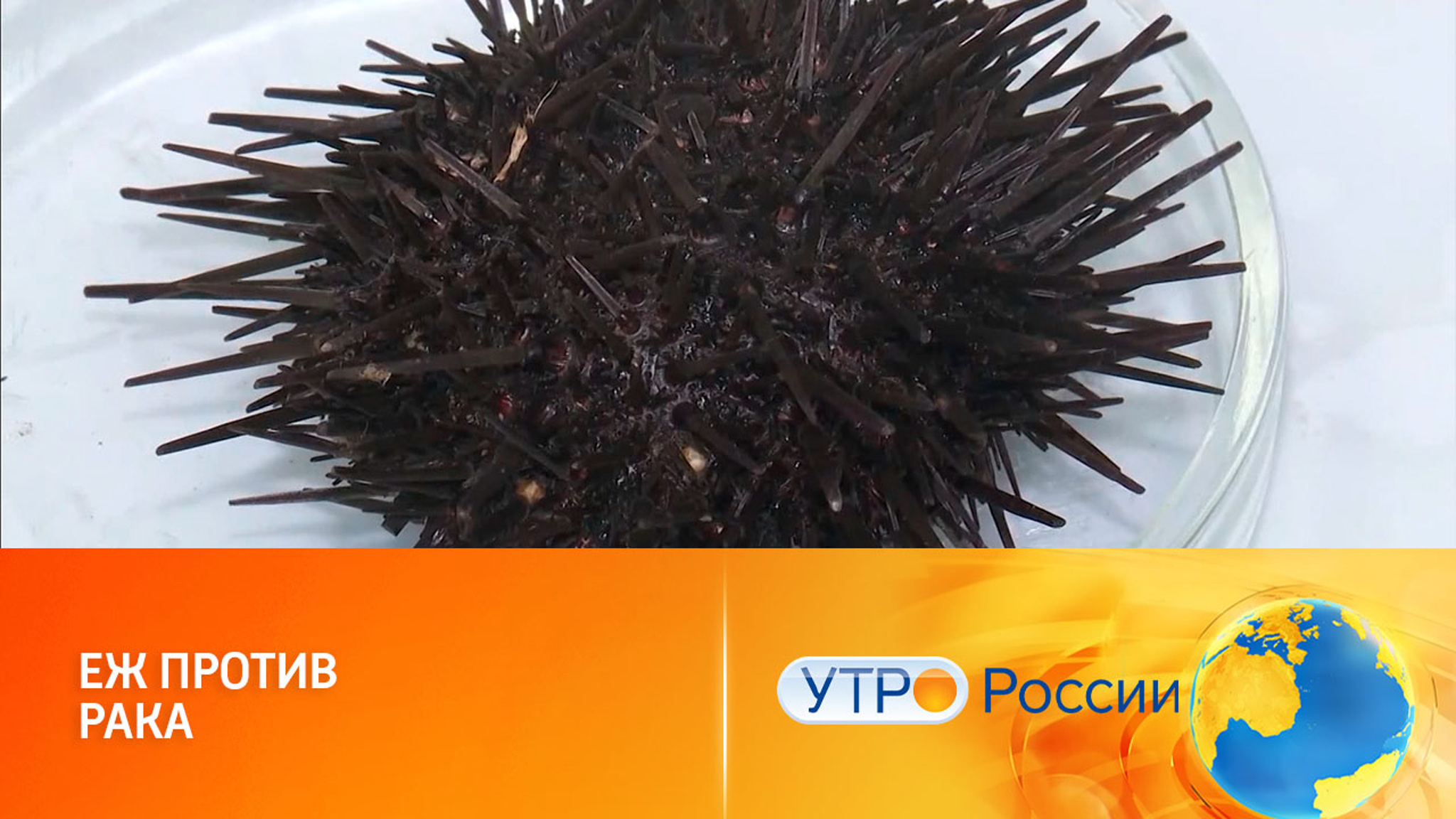 Морские ежи, раки и омары придут на помощь медикам