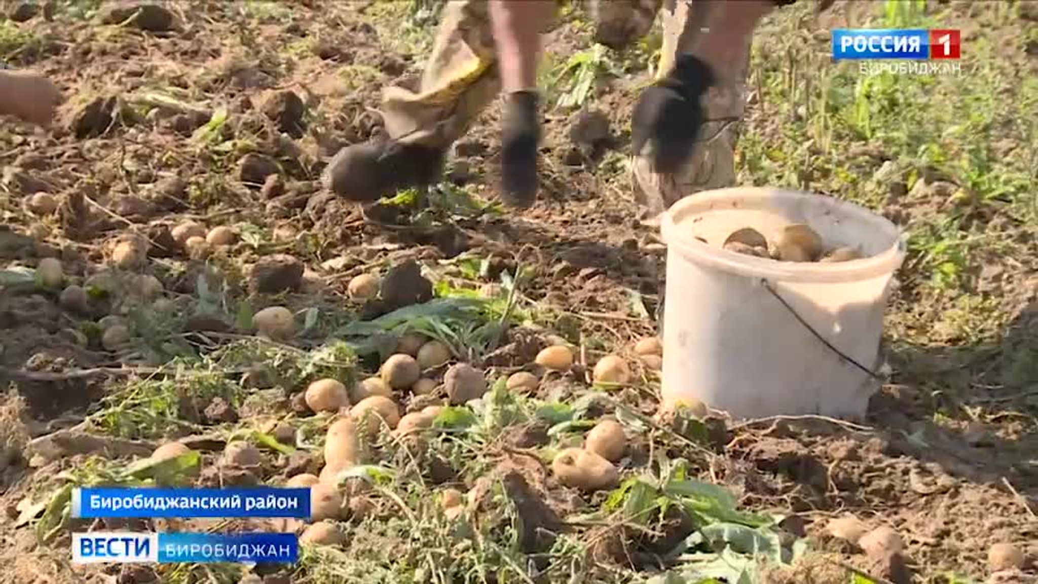 У  фермеров в ЕАО настало время уборки картофеля