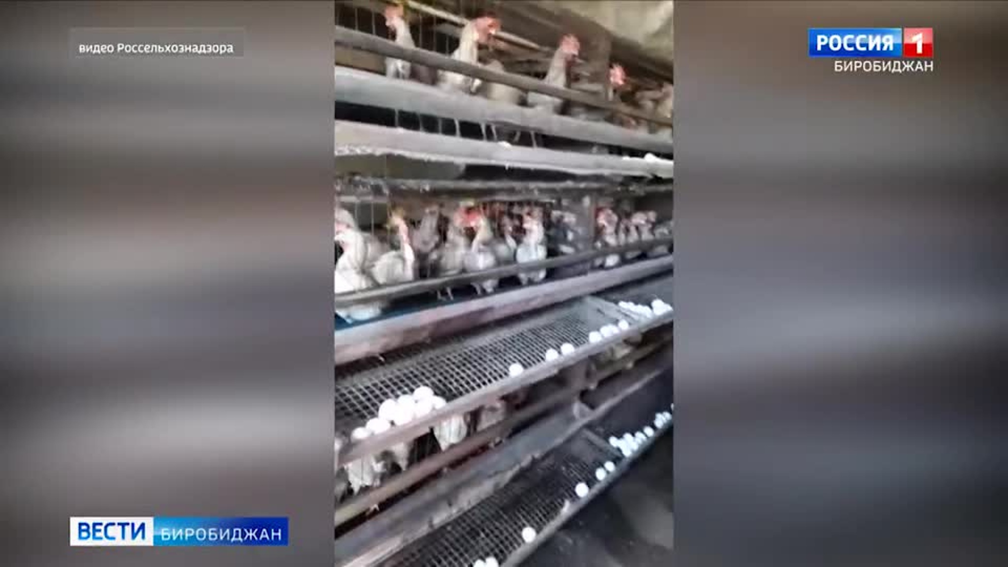 Россельхознадзор проводит профилактические визиты в ЕАО