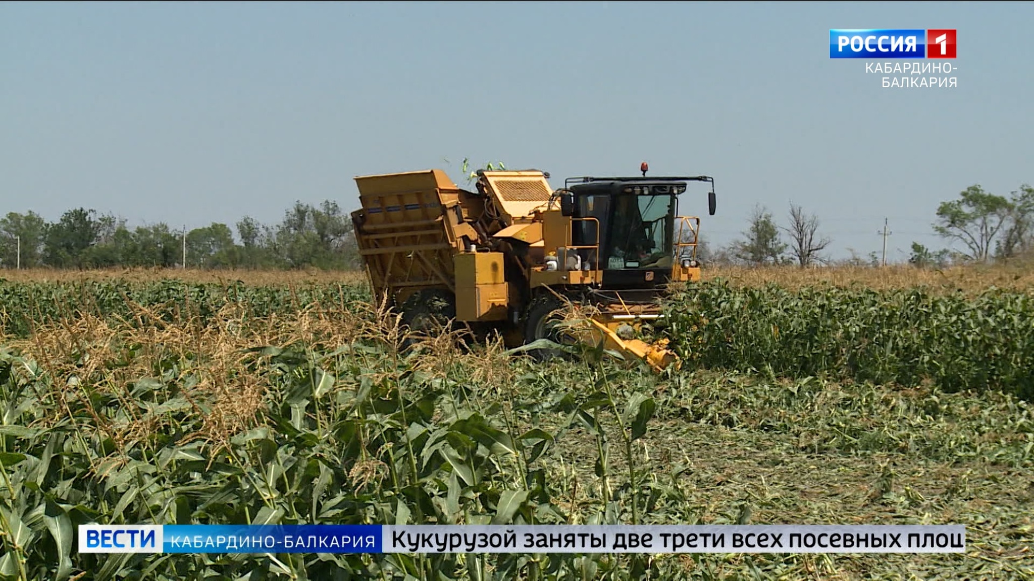 В КБР убрали уже 40 тысяч тонн кукурузы