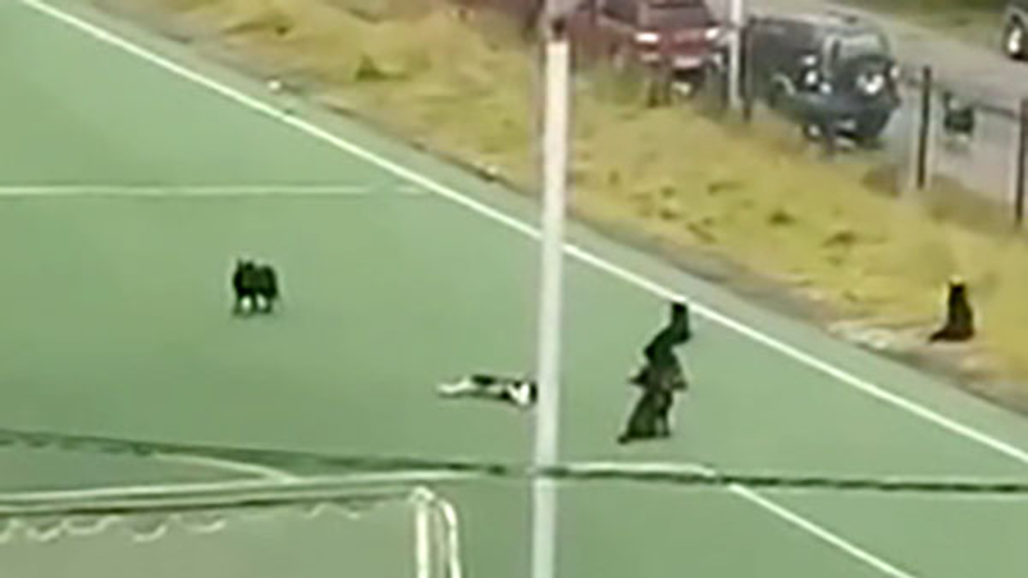 В Магадане введен режим ЧС из-за бродячих собак