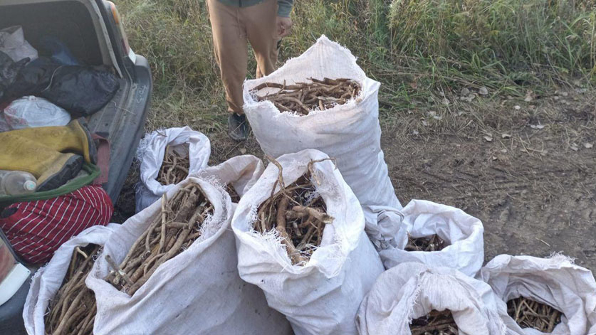 Несколько мешков краснокнижных растений собрали нарушители в Приамурье
