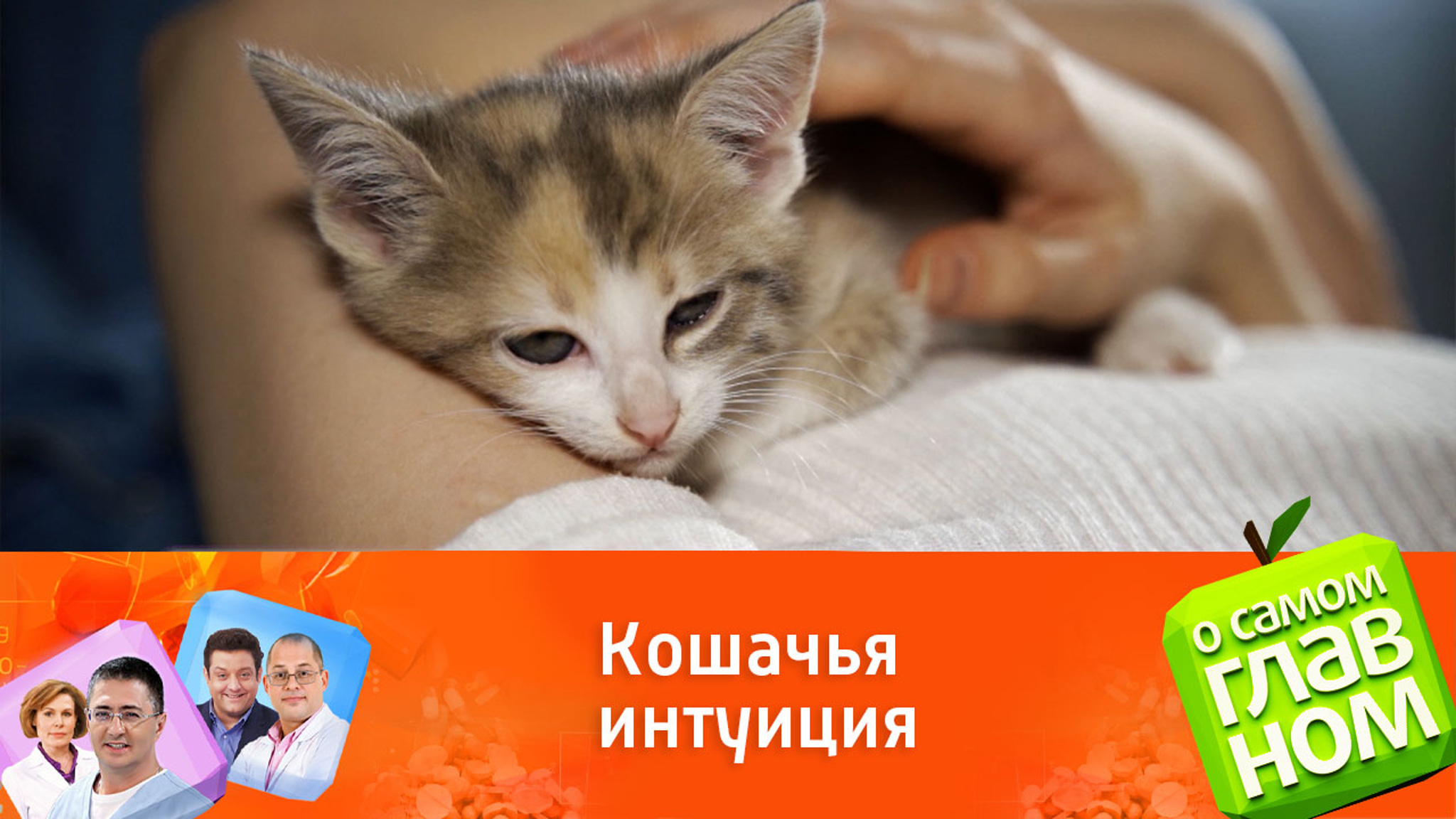 Как кот и кошка обнаружили у своей хозяйки рак и забили тревогу