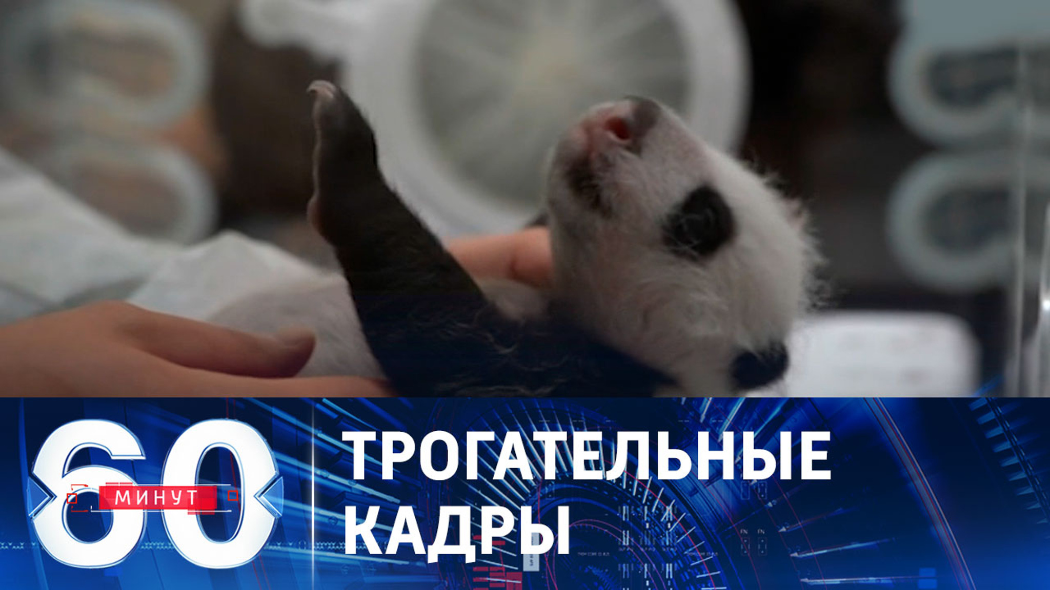 Первый медицинский осмотр "русского" детеныша панды