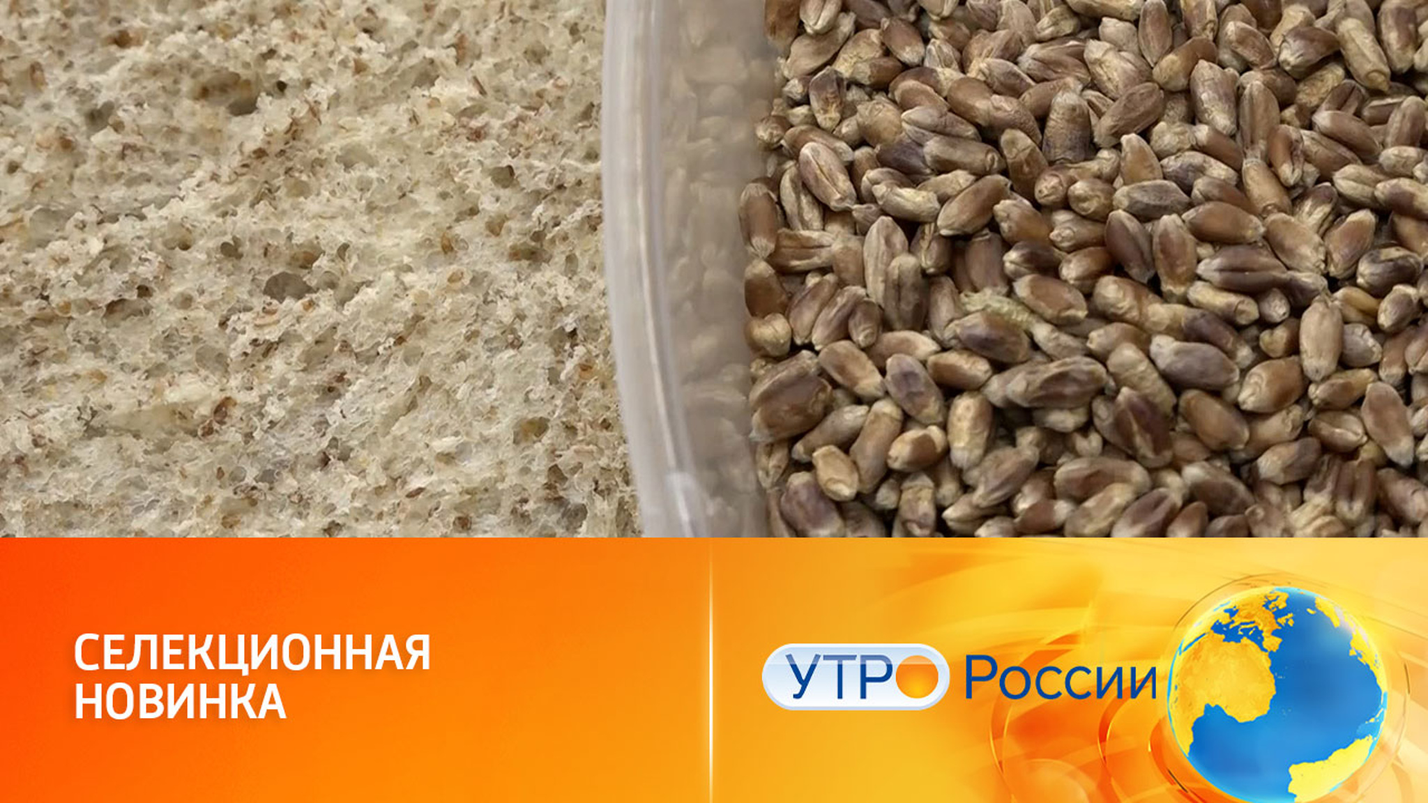 Фиолетовая пшеница и другие новинки от российских селекционеров
