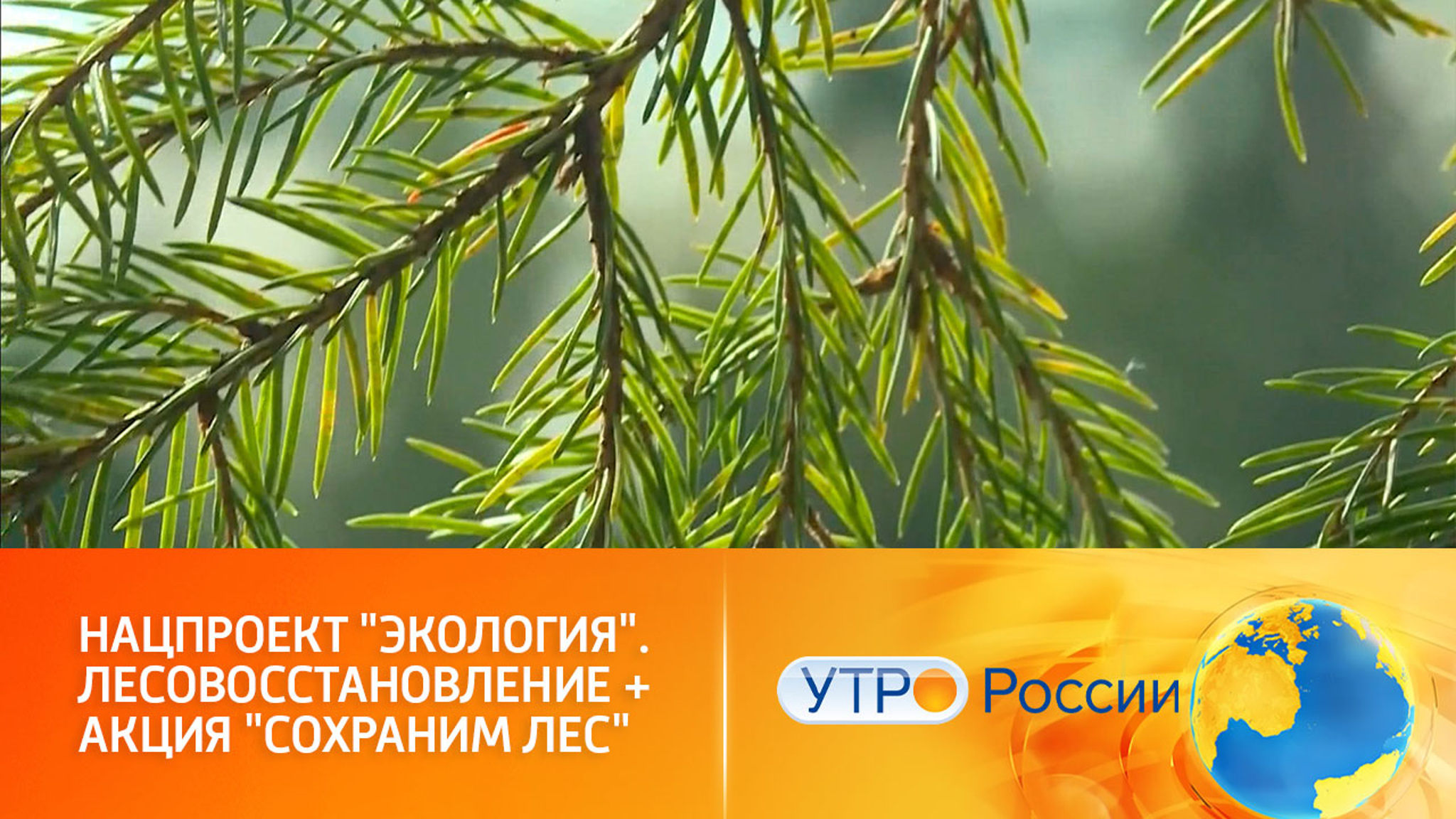 Как восстанавливают леса в России