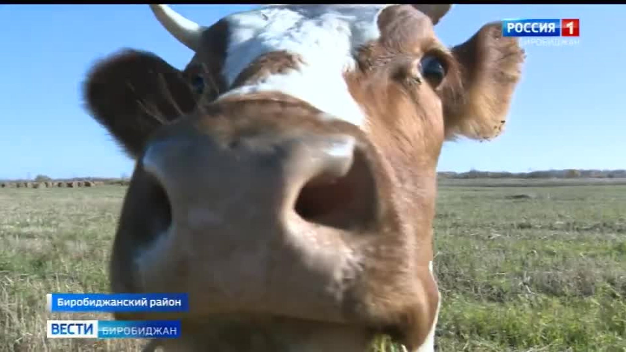 В ЕАО завершается сельскохозяйственный сезон