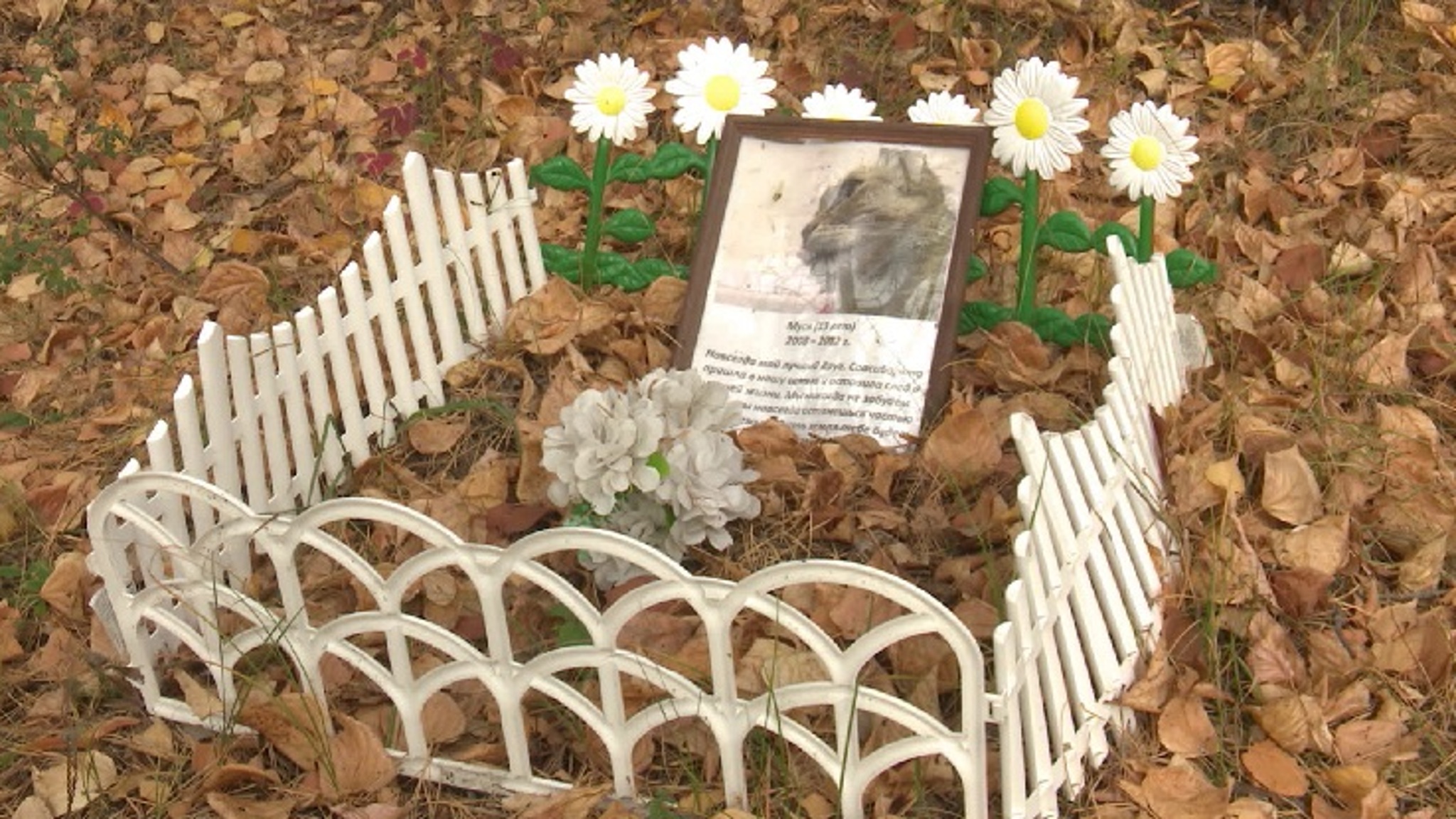 В Каменске-Уральском возникло стихийное кладбище домашних животных