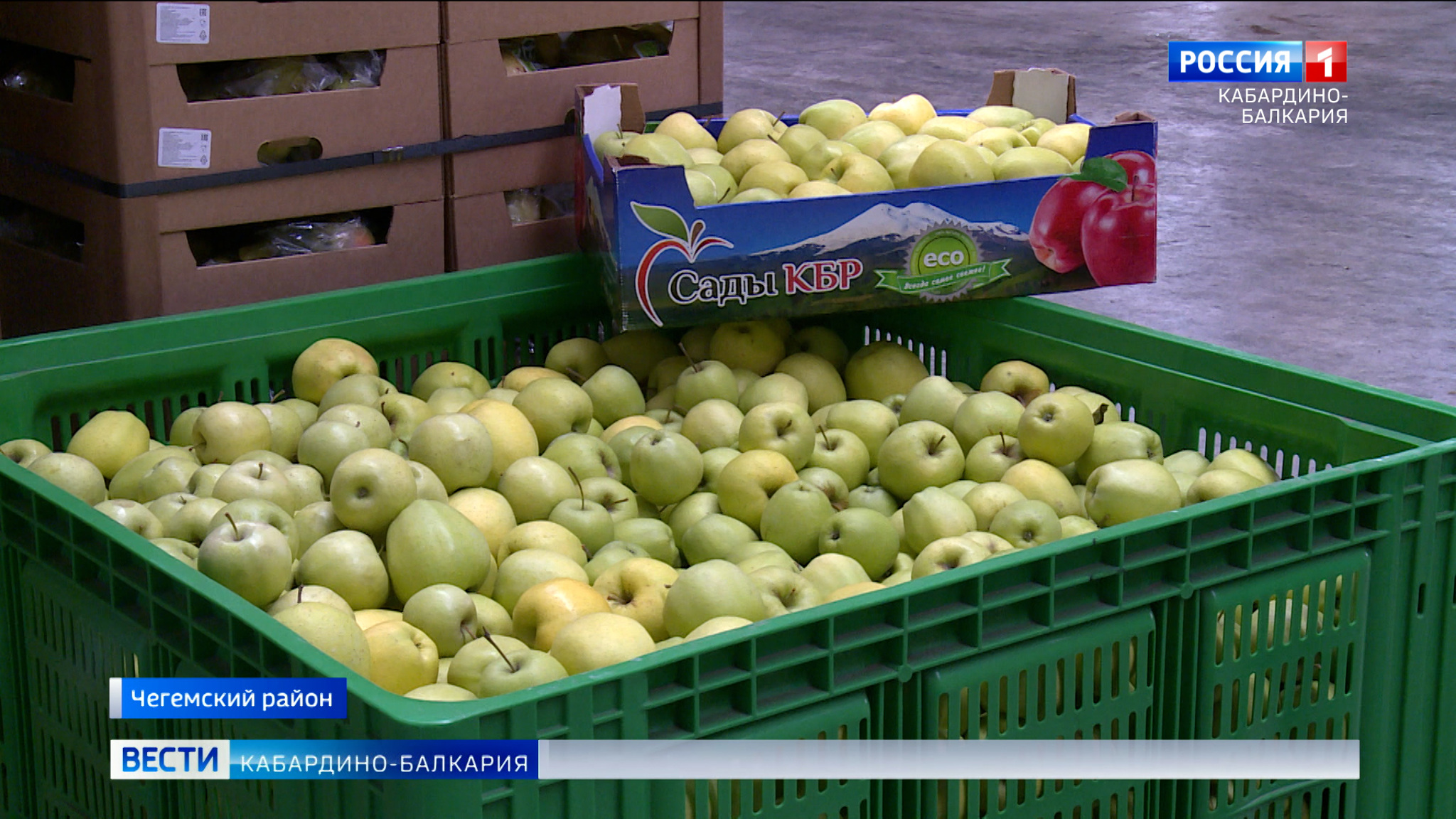 Аграрии КБР заканчивают сбор богатого урожая яблок