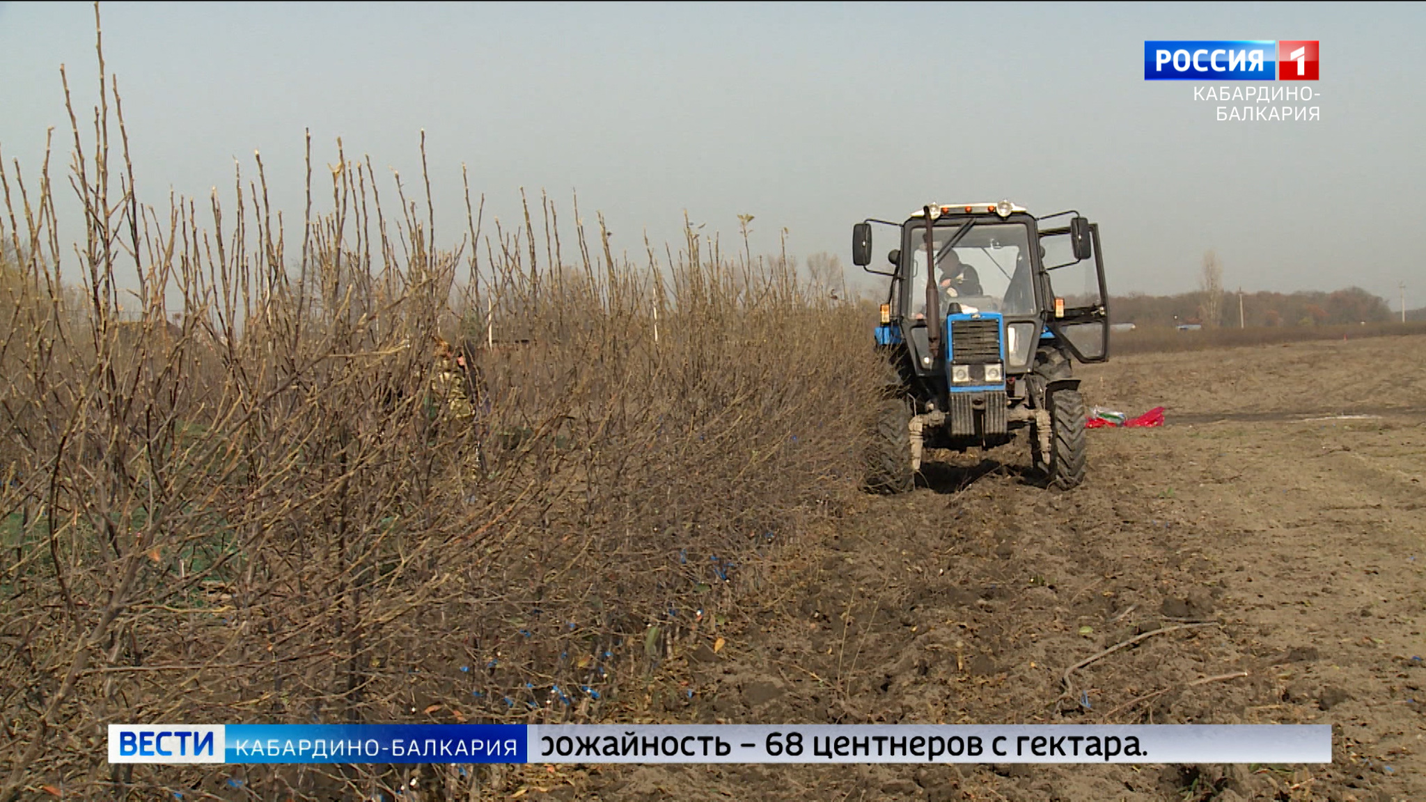 В КБР восстановили лес на площади 26 гектаров