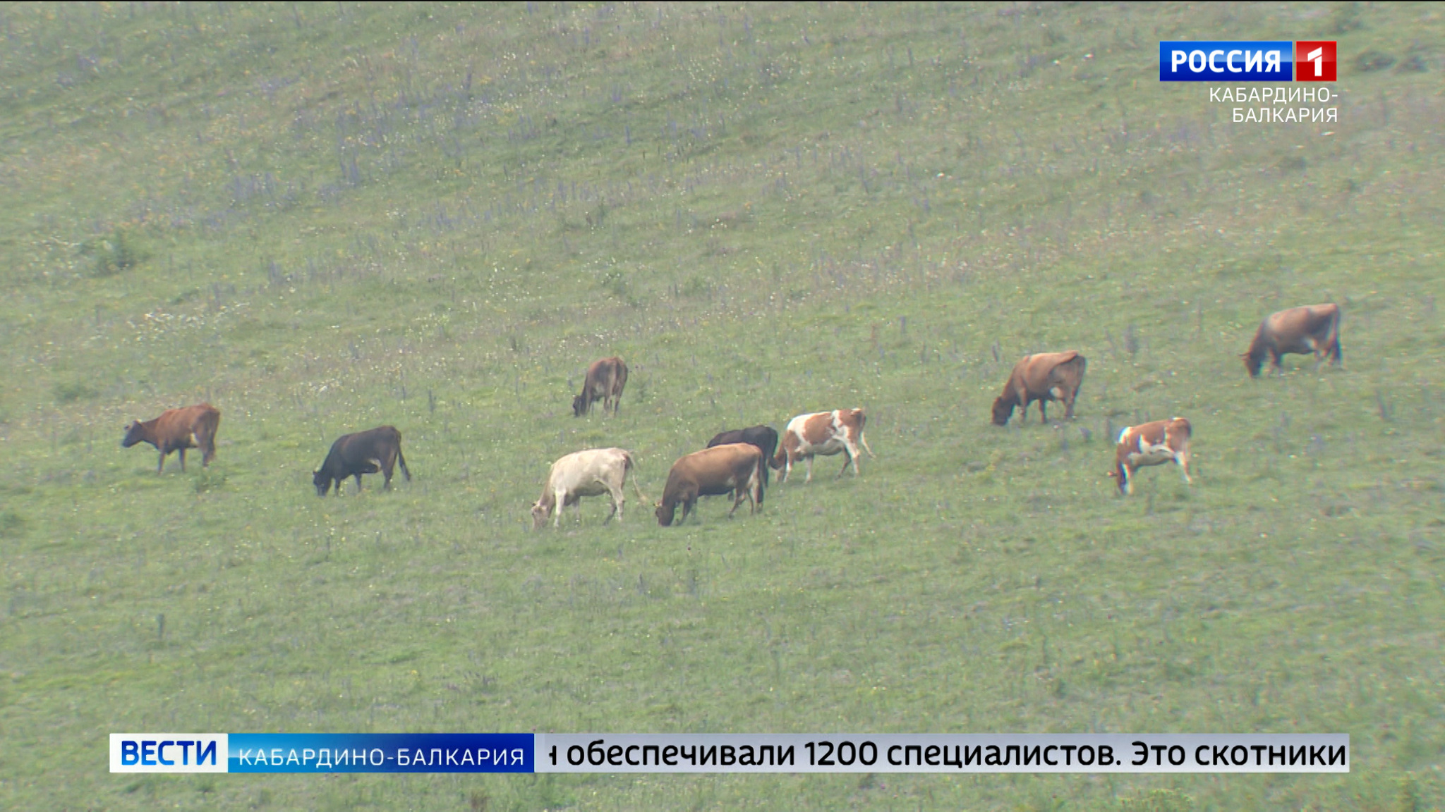 В КБР подвели итоги пастбищного сезона