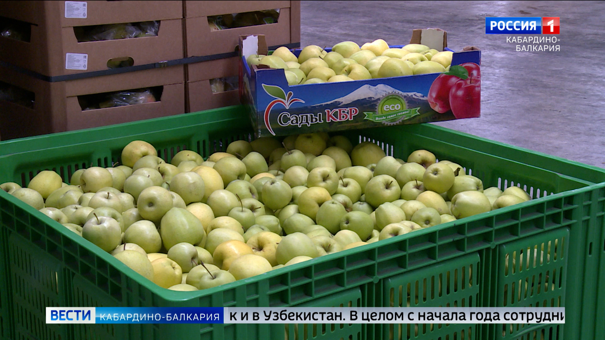Больше тысячи тонн яблок отправили в 2023 году из КБР в зарубежные страны
