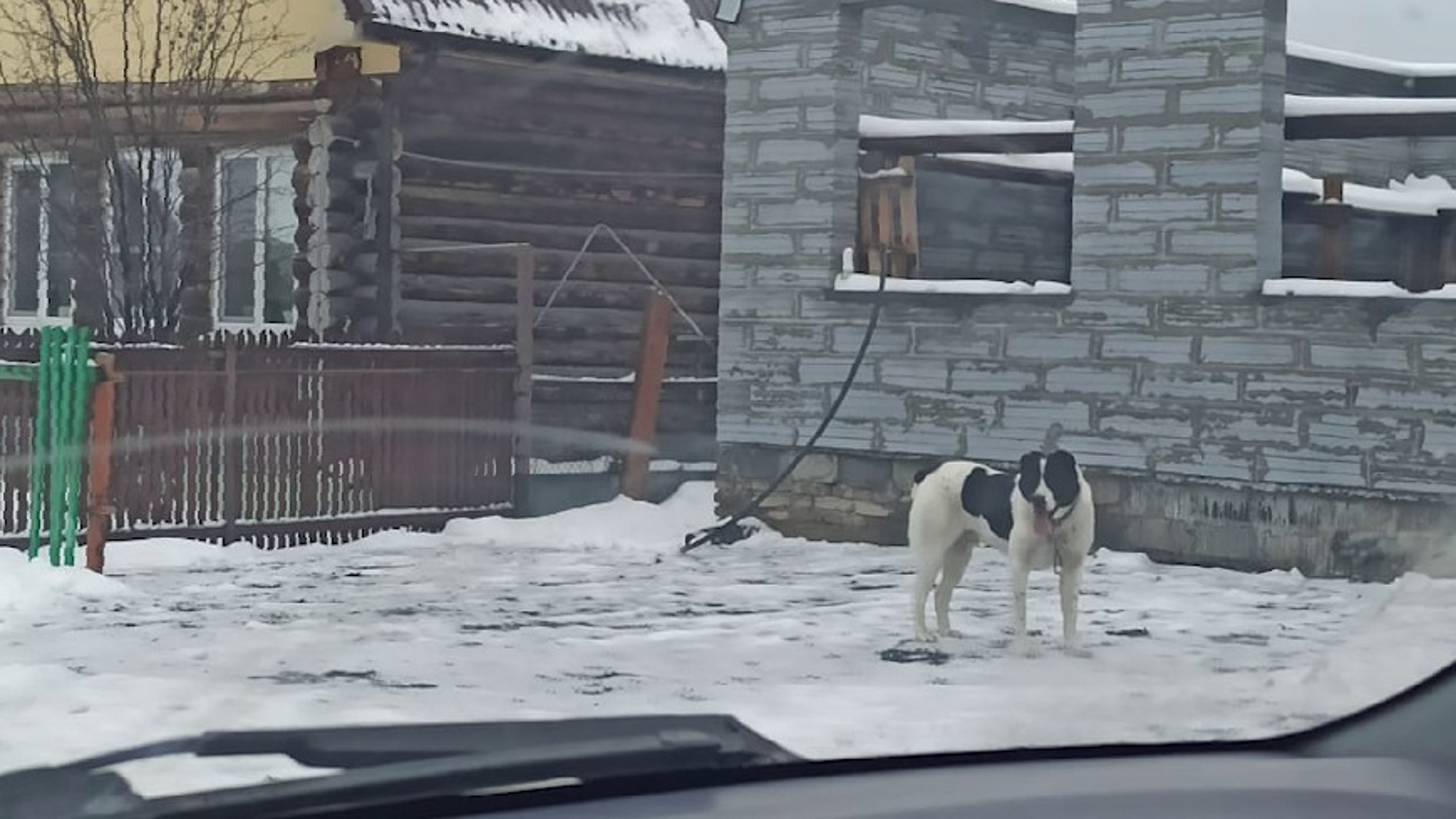 В Полевском пес, сорвавшийся с цепи, искусал восьмилетнего ребенка
