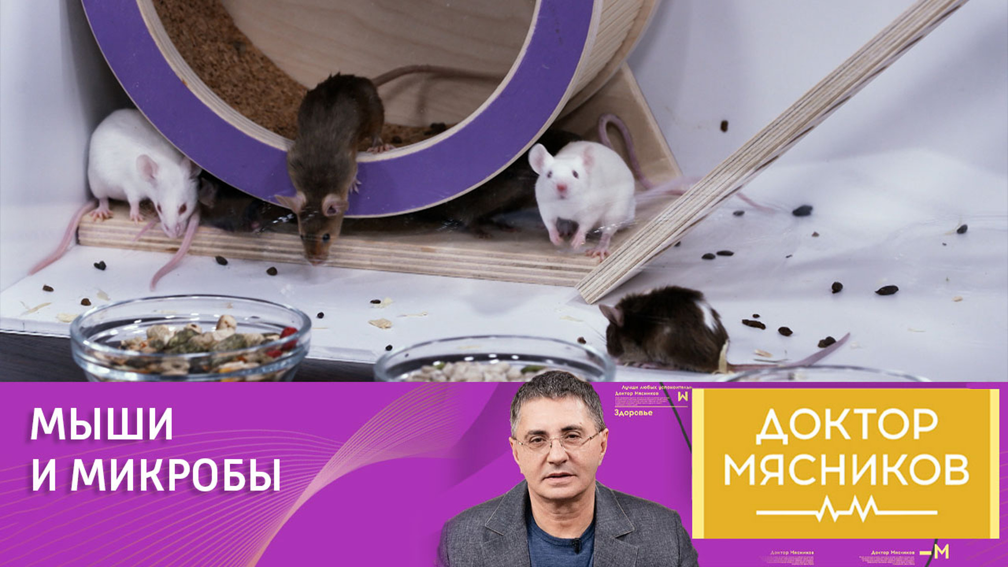 Мясников ставит опыты на мышах