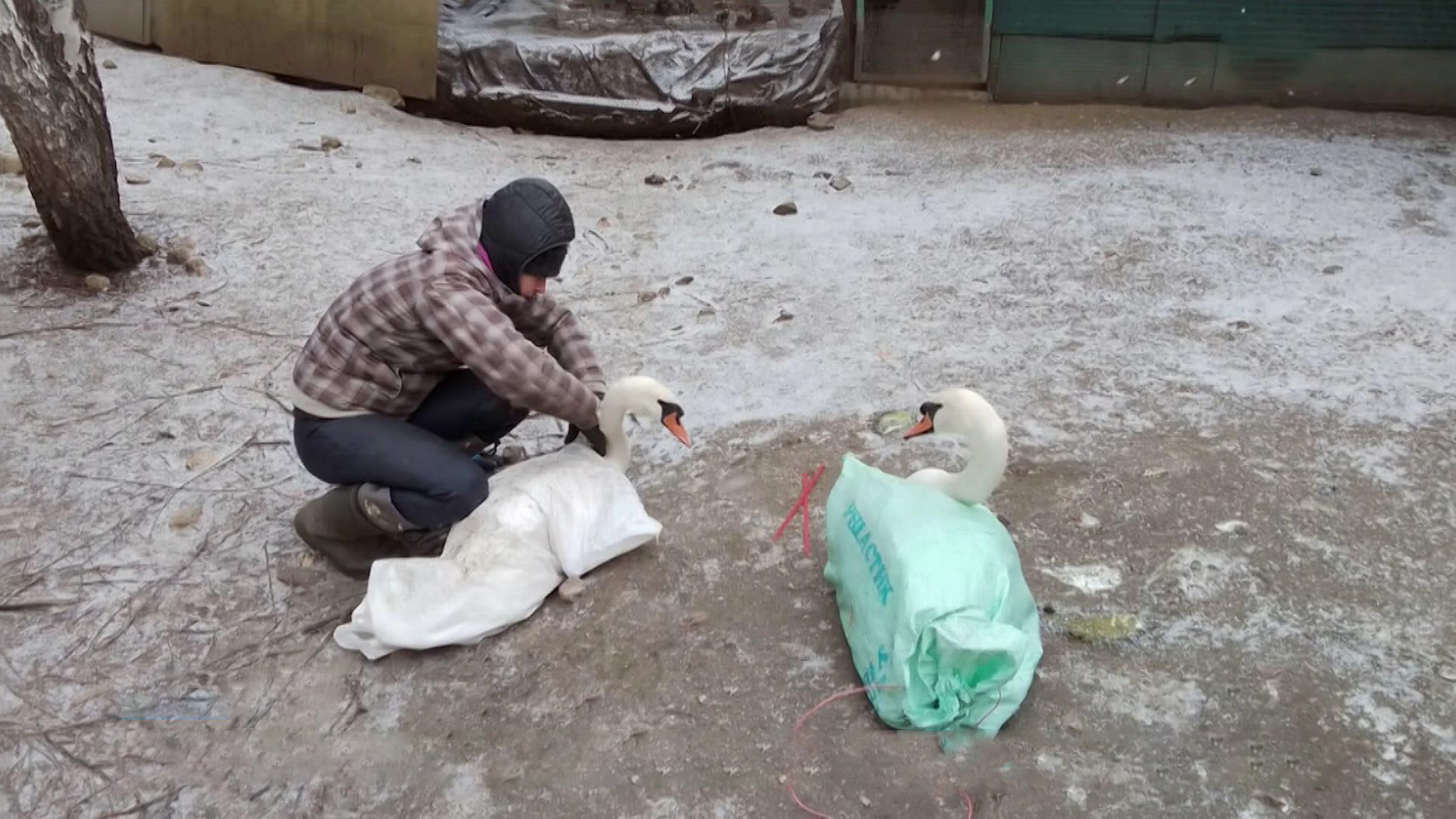 В Хамовниках спасли краснокнижных лебедей